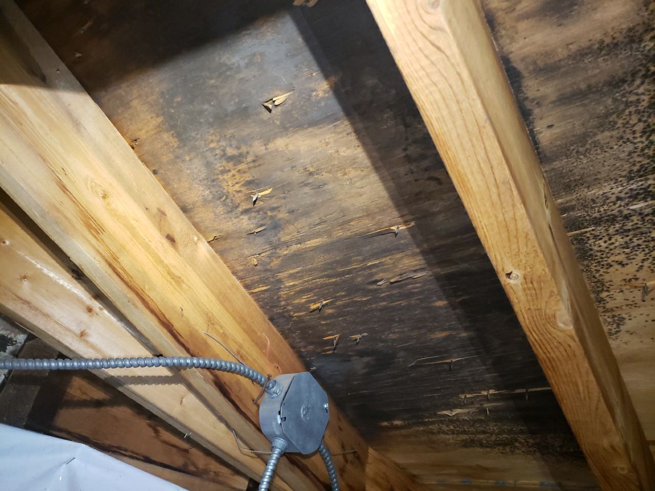 Attic Mold Remediation by Chicagoland Water Medics