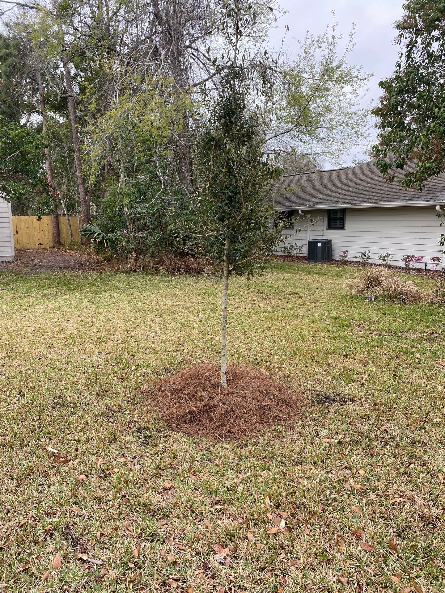 Deerwood Resident | Tree Install by ProGreen Services