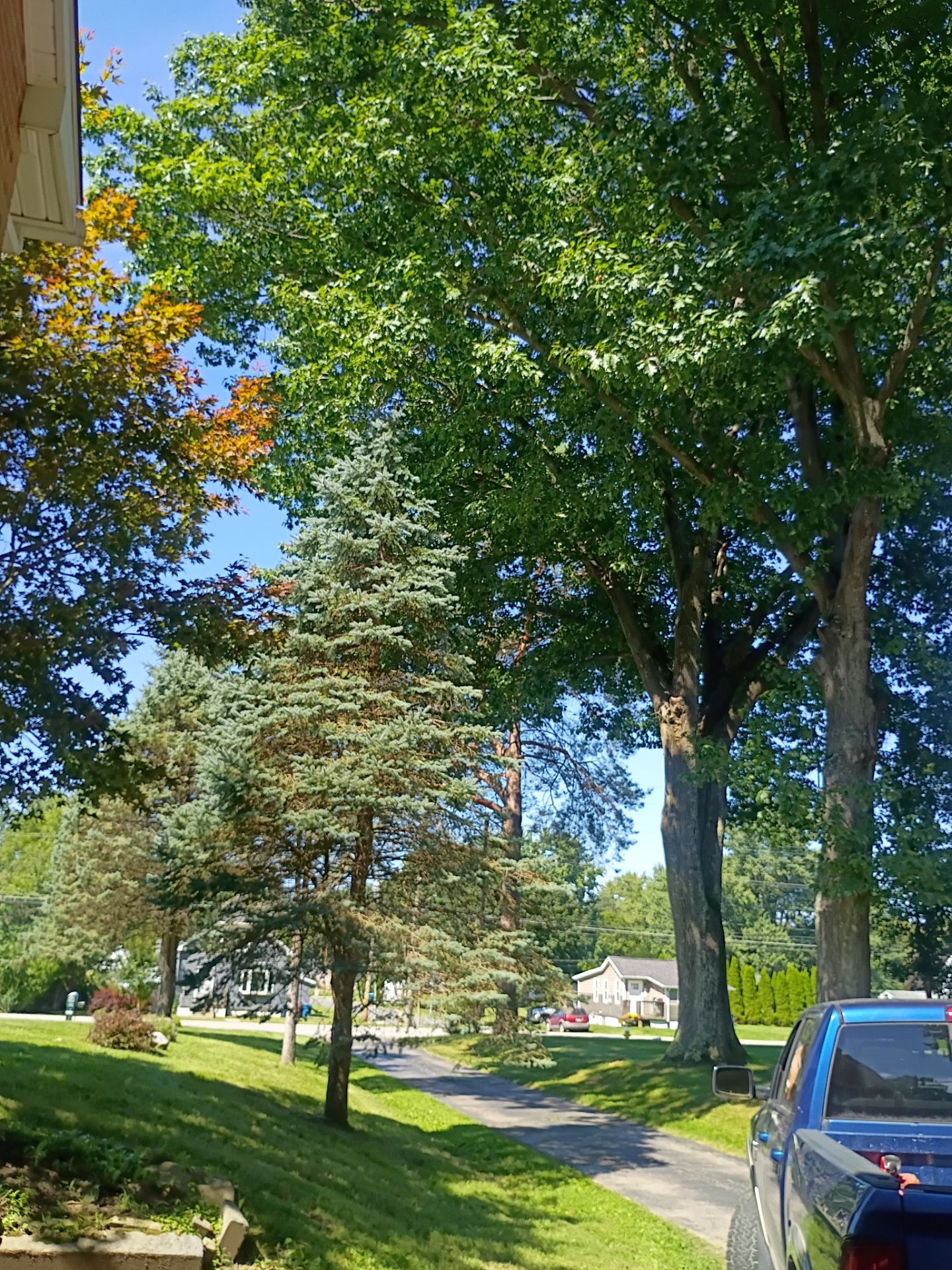Tree Trimming & Tree Removal in Akron Ohio by Mike Jones & Sons Tree Service LLC 