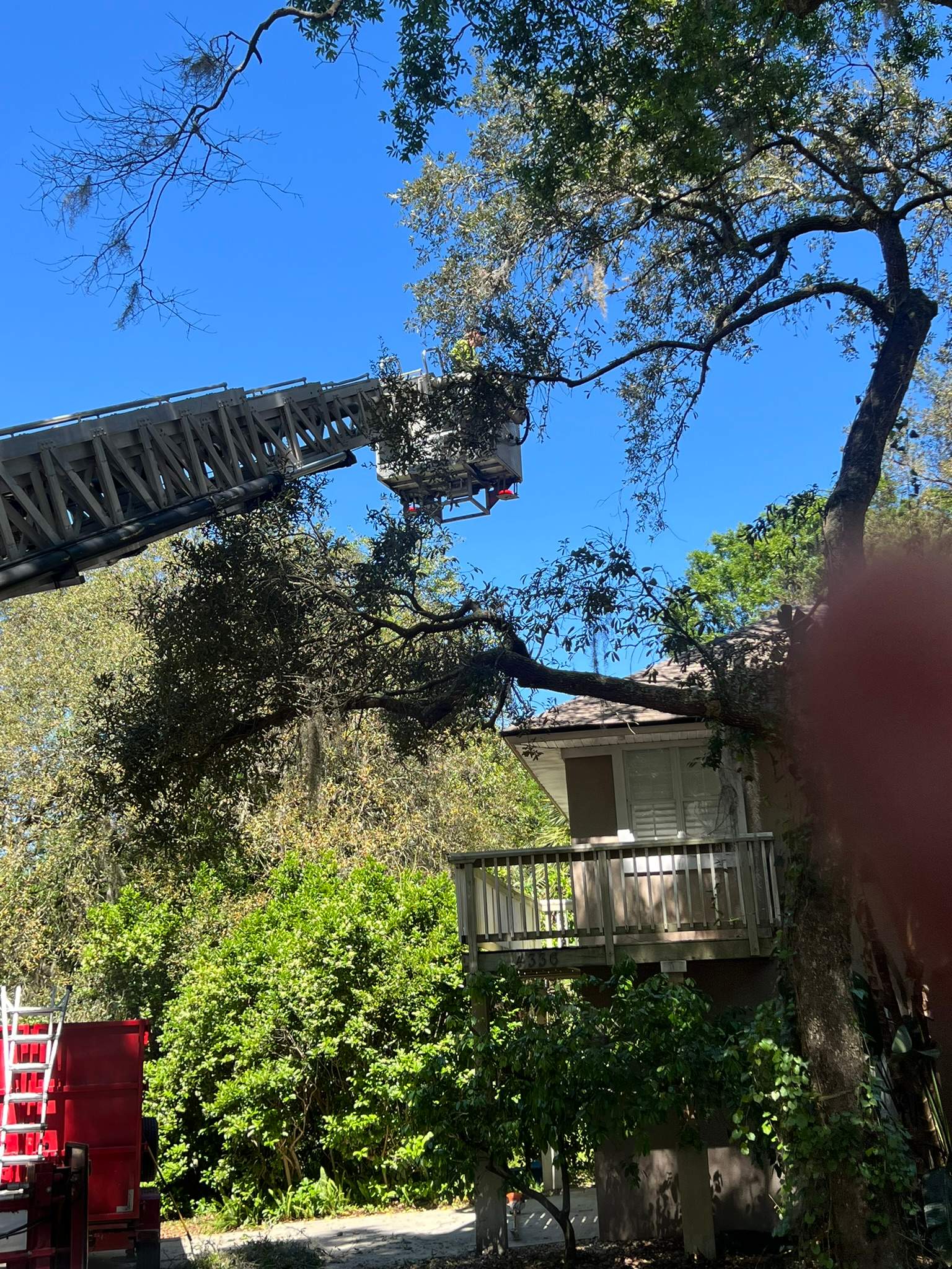 Tree Trimming | Hidden Hills by ProGreen Services
