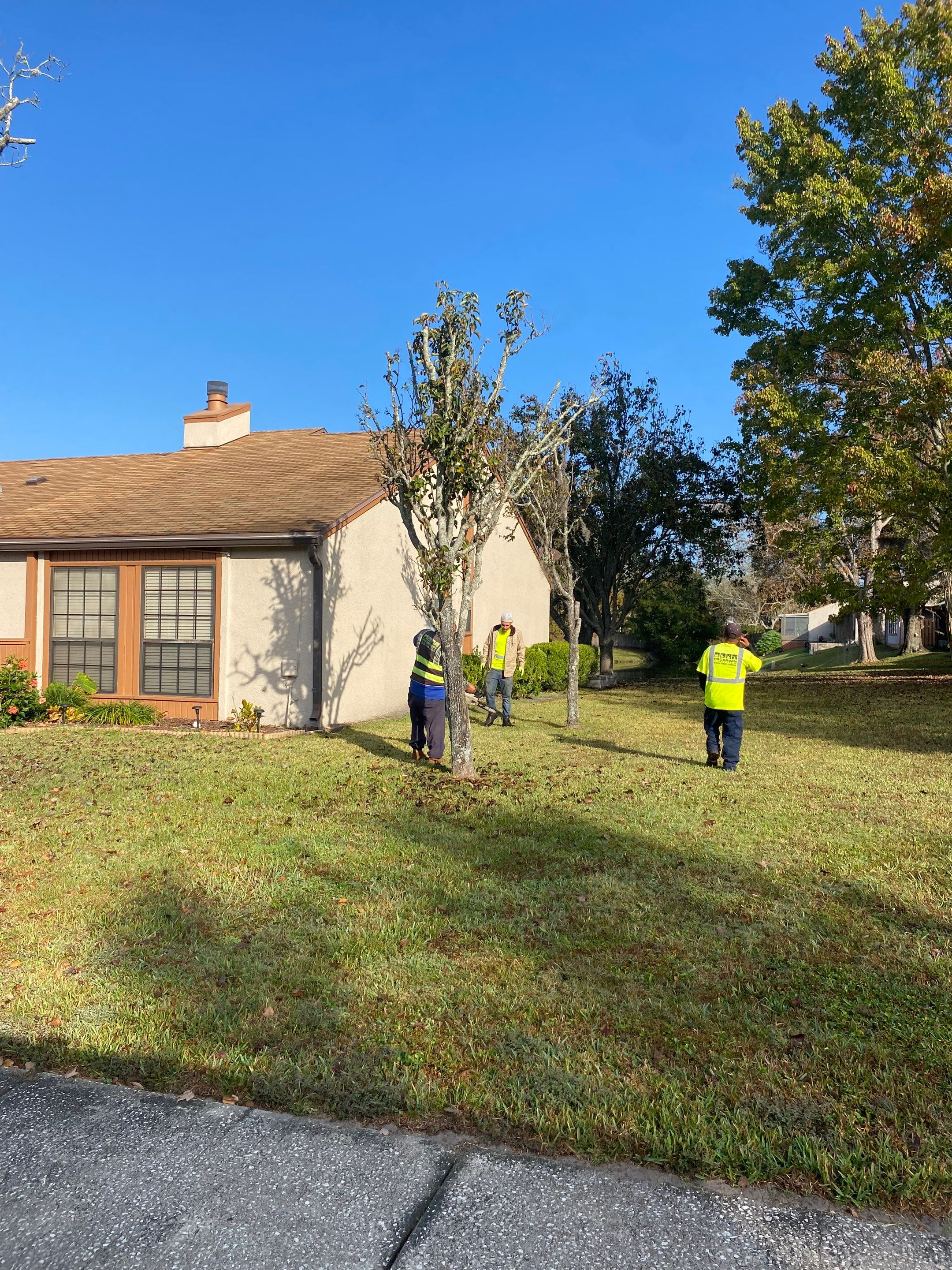 Residential | Tree Removal & Trimming by ProGreen Services
