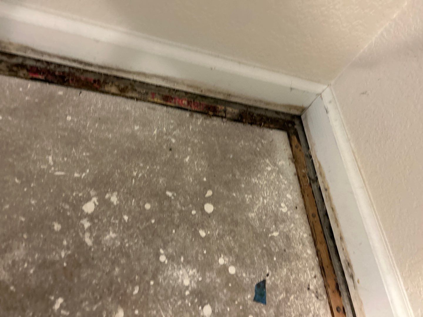 Mold Damage Project in Thornton by Accountable Home Services