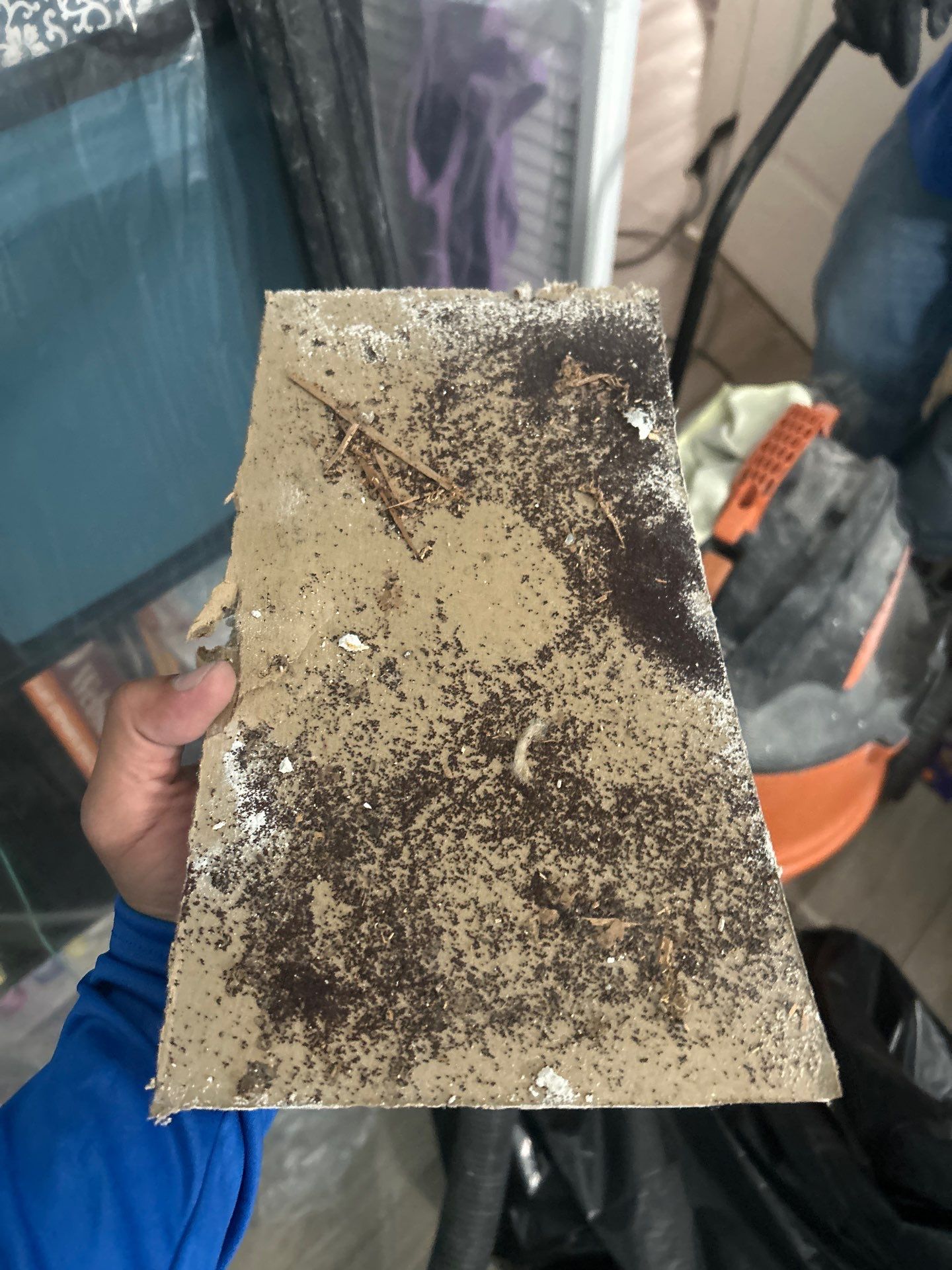 Water Damage & Mold Removal  by Ampm Restoration Services 