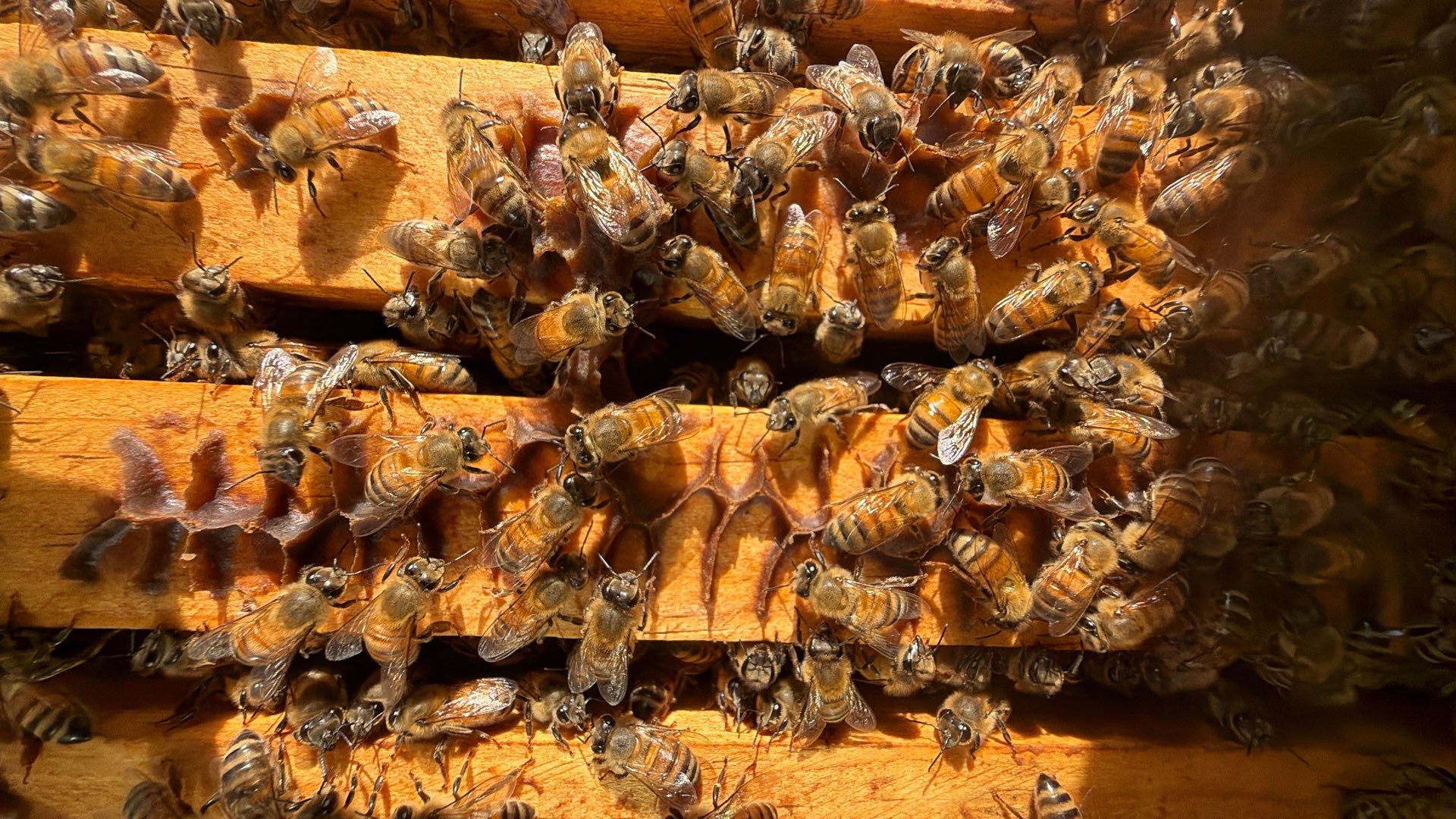 Happy Parking Lot Bee Hive by Rockwall Honey Bee Company