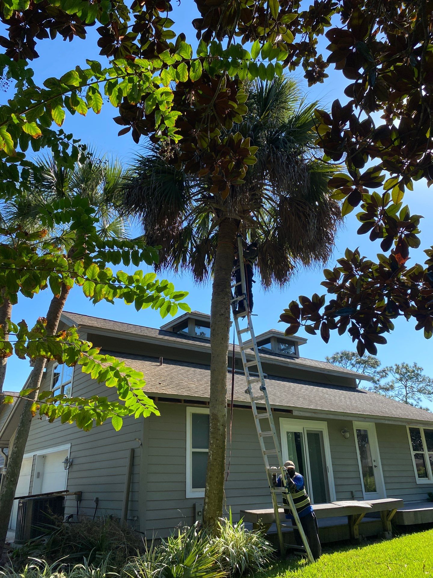 Deerwood Resident | Palm Tree Trimming by ProGreen Services
