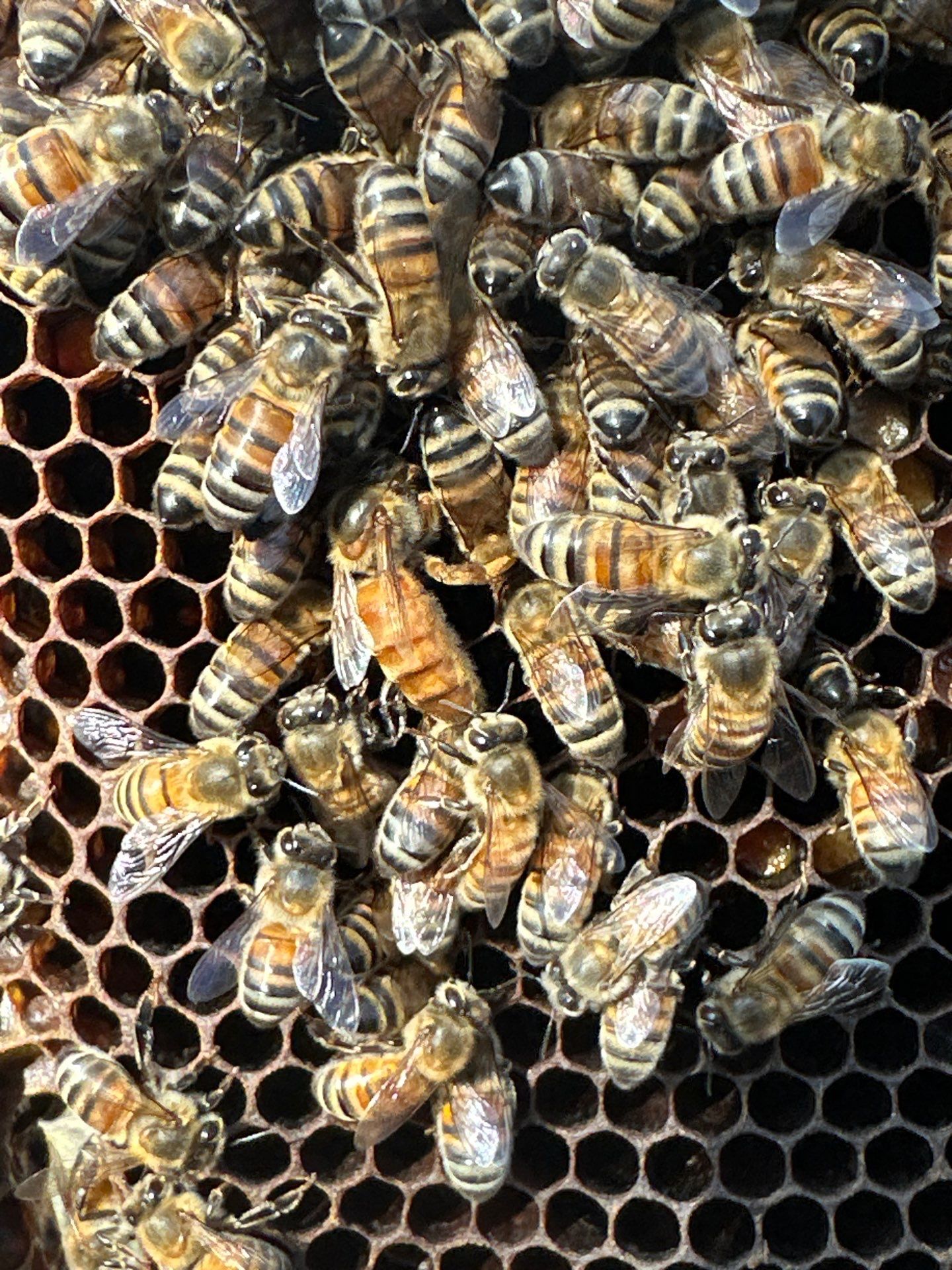 Rockwall County Ag. Exemption by Rockwall Honey Bee Company