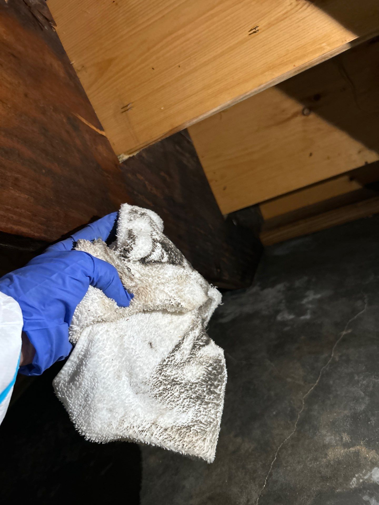 Stansell - water and mold photos  by THE RAPID TEAM