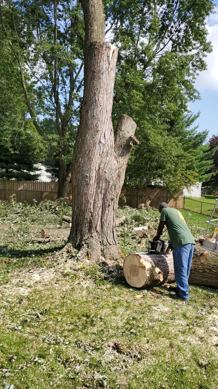 Tree Removal by Mike Jones & Sons Tree Service LLC 