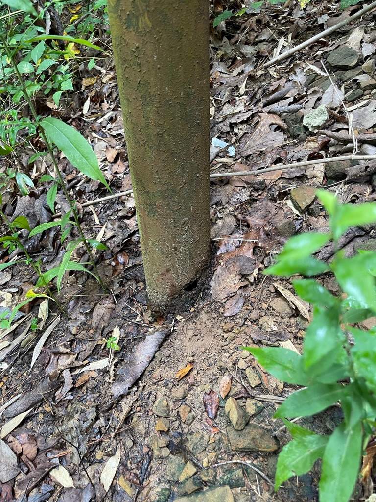 Russet Woods - Deck by Pillar and Pine