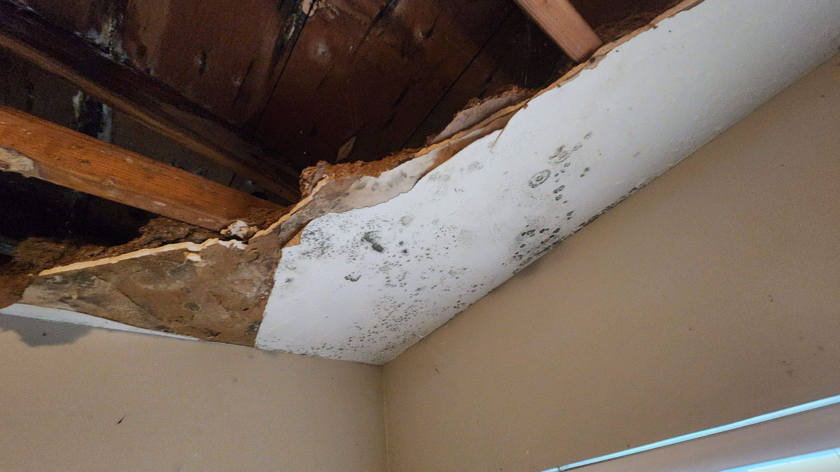 Tree Damage Claim in Orlando by FLAPA & KeyStone