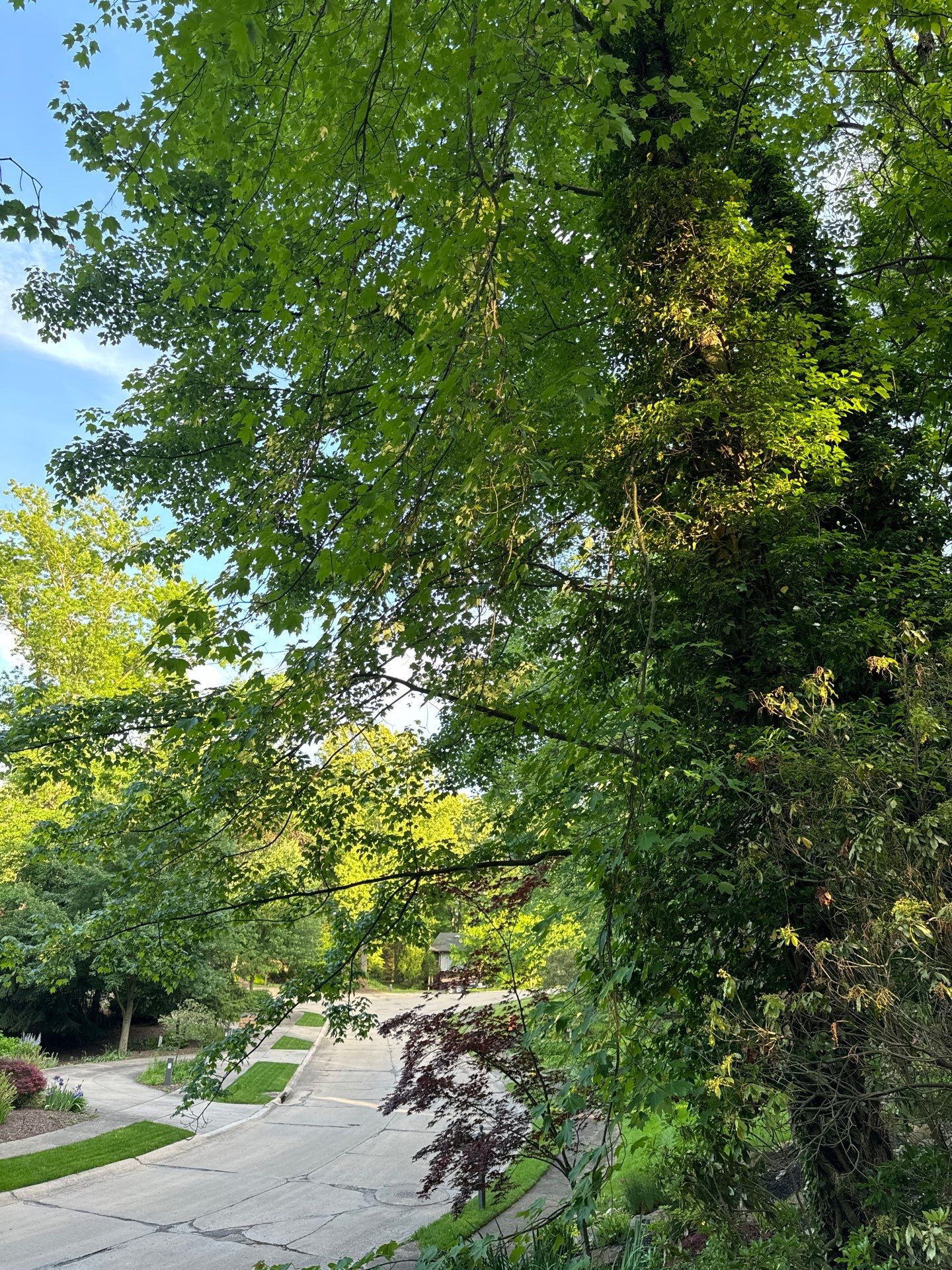 Tree Trimming using Tree Pruing by Mike Jones & Sons Tree Service LLC 