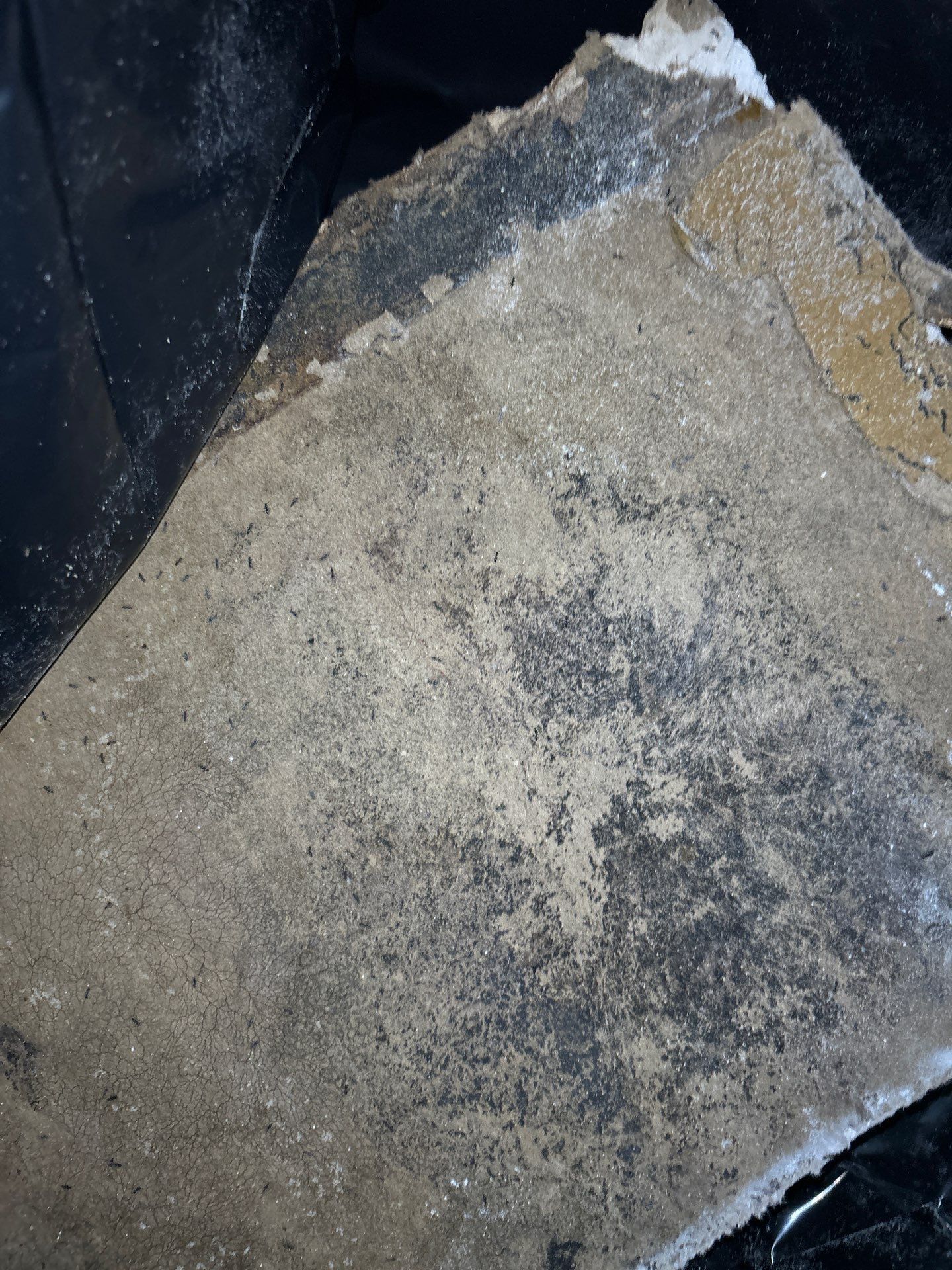 Mold Remediation Palmetto by Ampm Restoration Services 