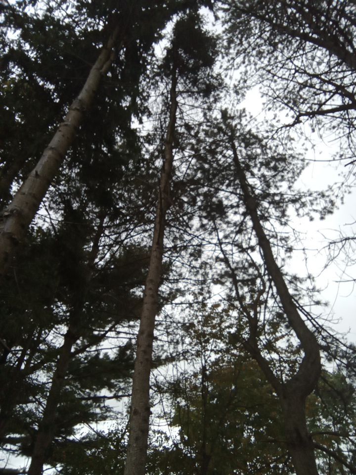 Tree Removal using Tree Removal by Mike Jones & Sons Tree Service LLC 