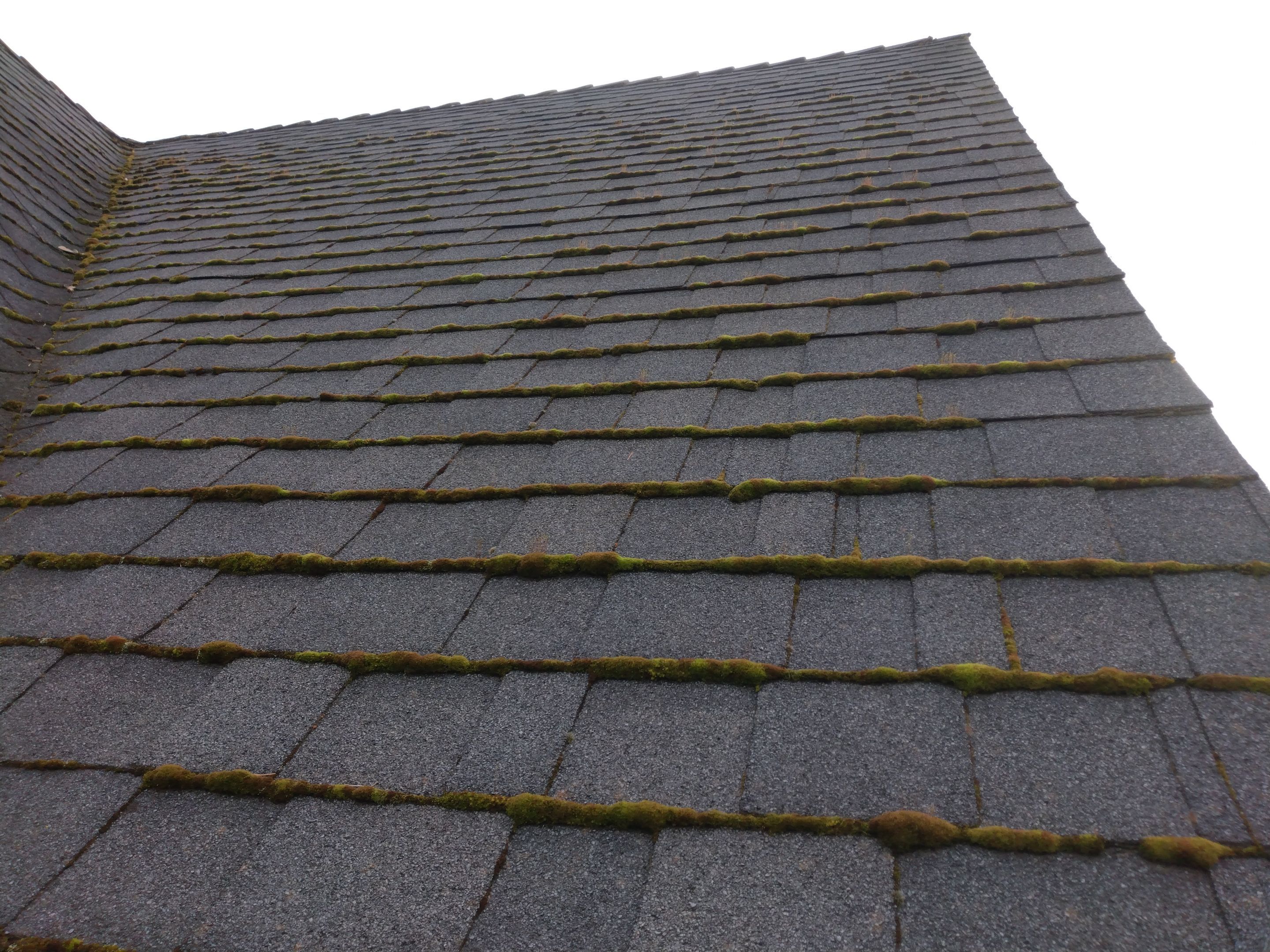 Roof Cleaning  using Moss Treatment  by BEST Roofing & Waterproofing