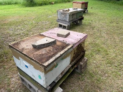 Sunnyvale’s Happiest Apiary
