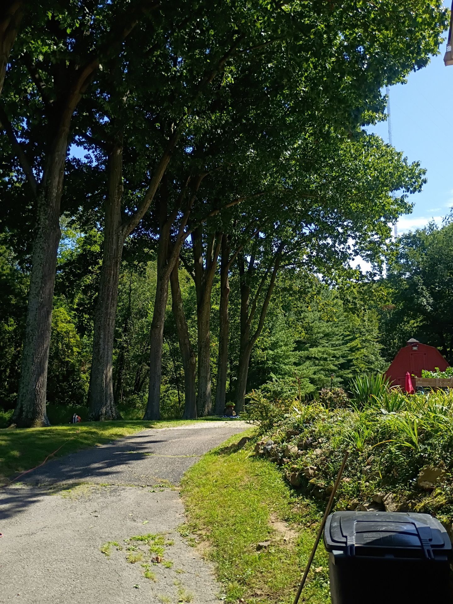 Tree Trimming & Tree Removal in Akron Ohio by Mike Jones & Sons Tree Service LLC 