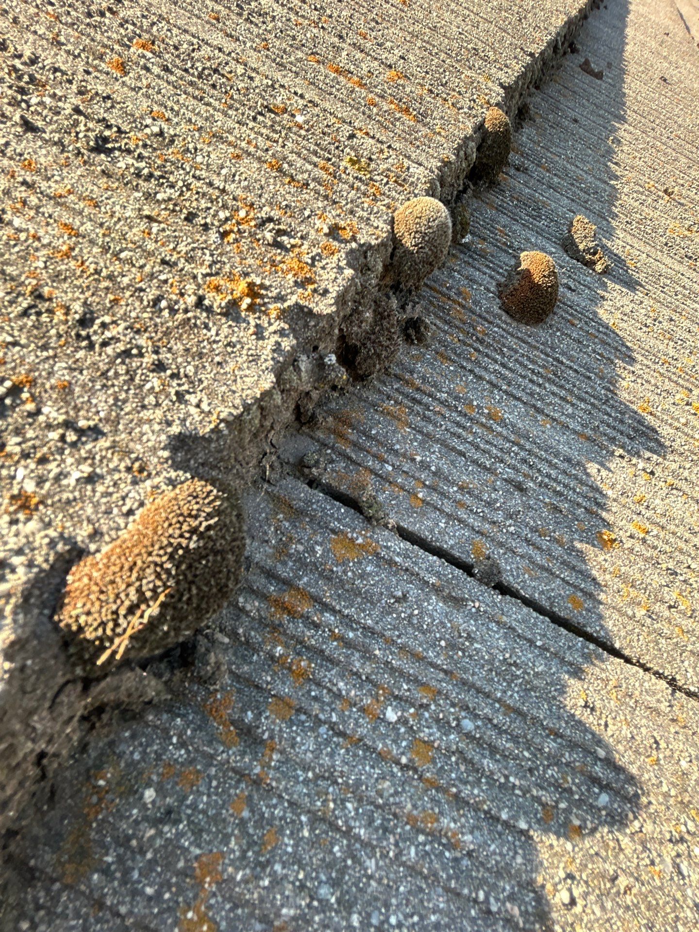 Doug McCauley by CJM Roofing