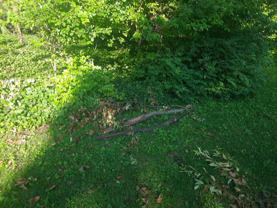 Tree Removal using Tree Removal by Mike Jones & Sons Tree Service LLC 