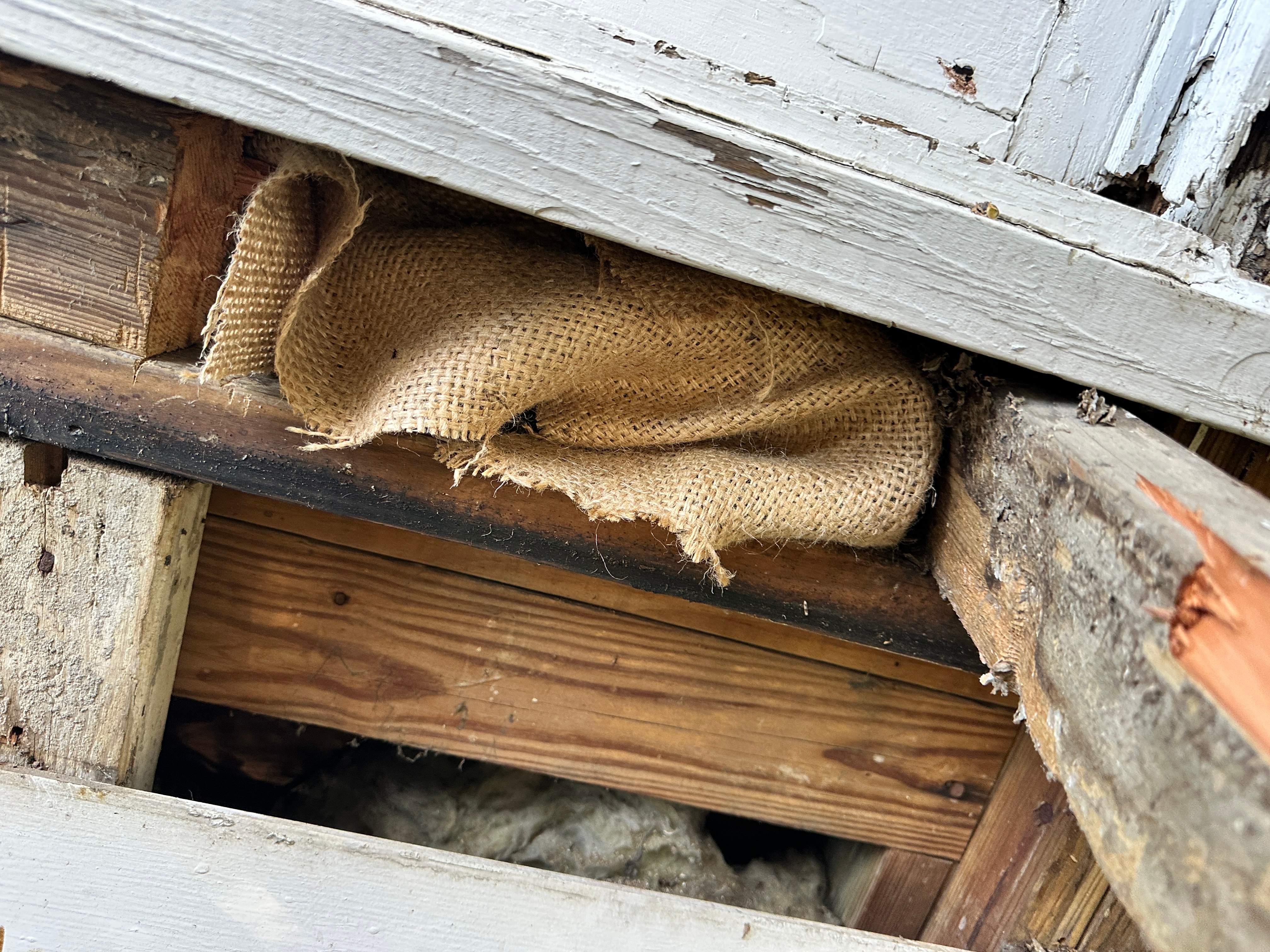 Yellowjackets at City Park by Rockwall Honey Bee Company