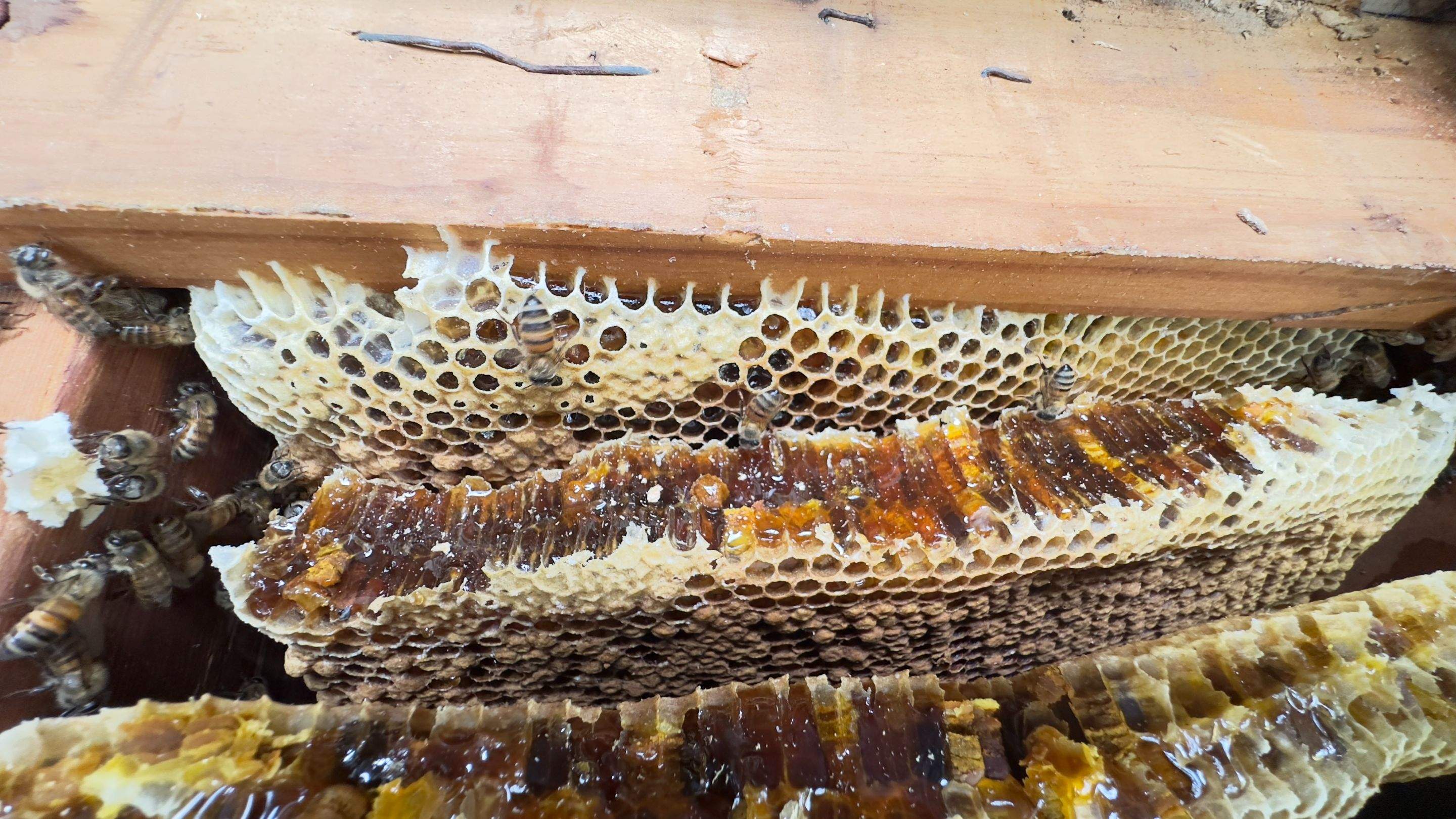 Sneakers by Rockwall Honey Bee Company