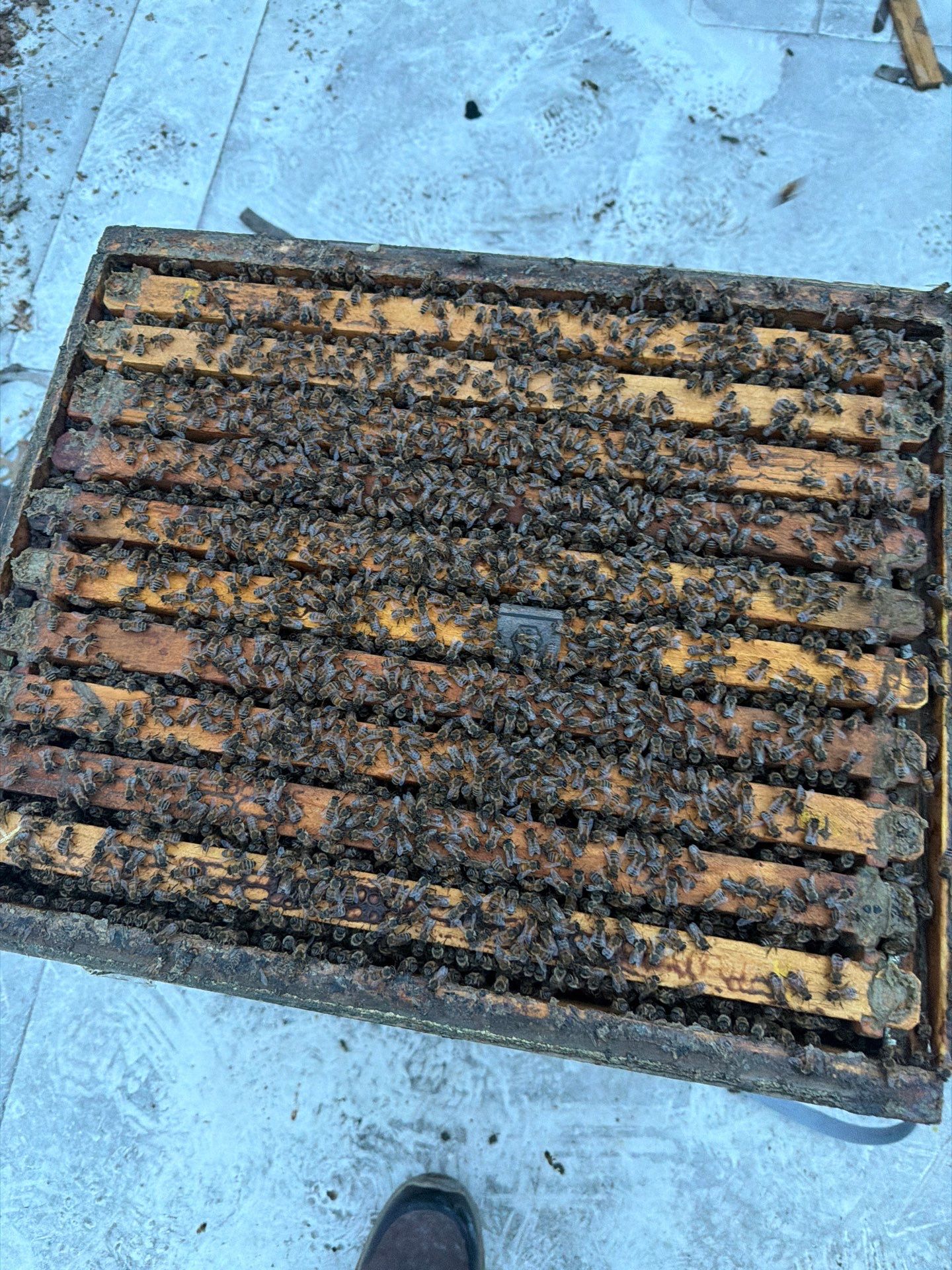 Anchovies on your Apiary by Rockwall Honey Bee Company