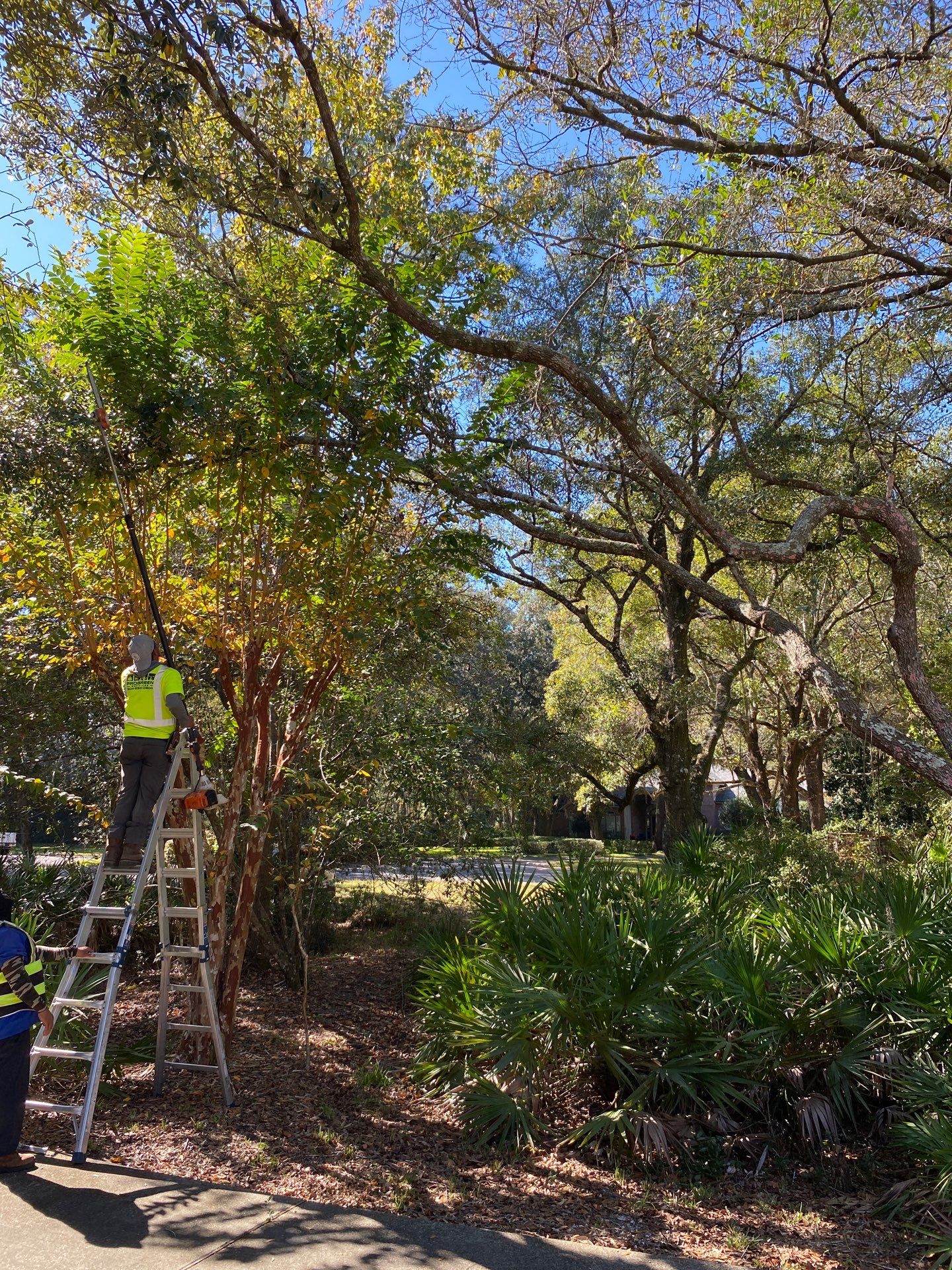 Deerwood Residence | Tree Work by ProGreen Services