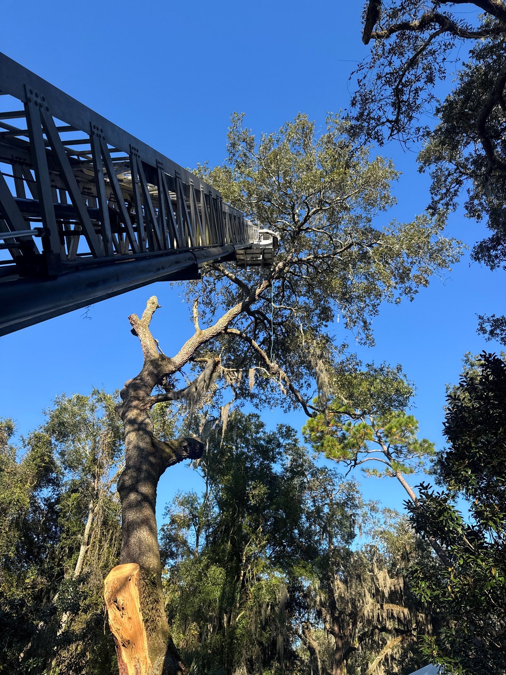 Episcopal | Large Tree Removal by ProGreen Services