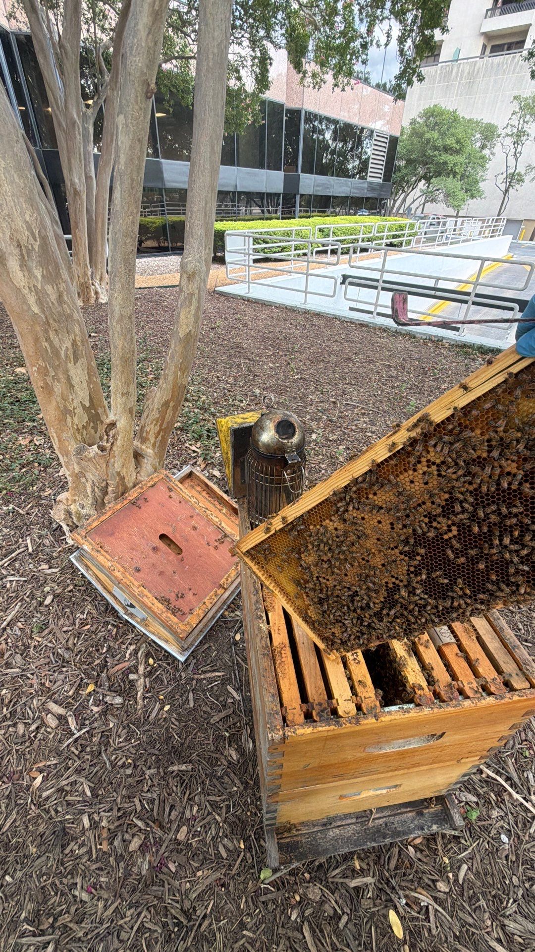 Urban Building Bees by Rockwall Honey Bee Company