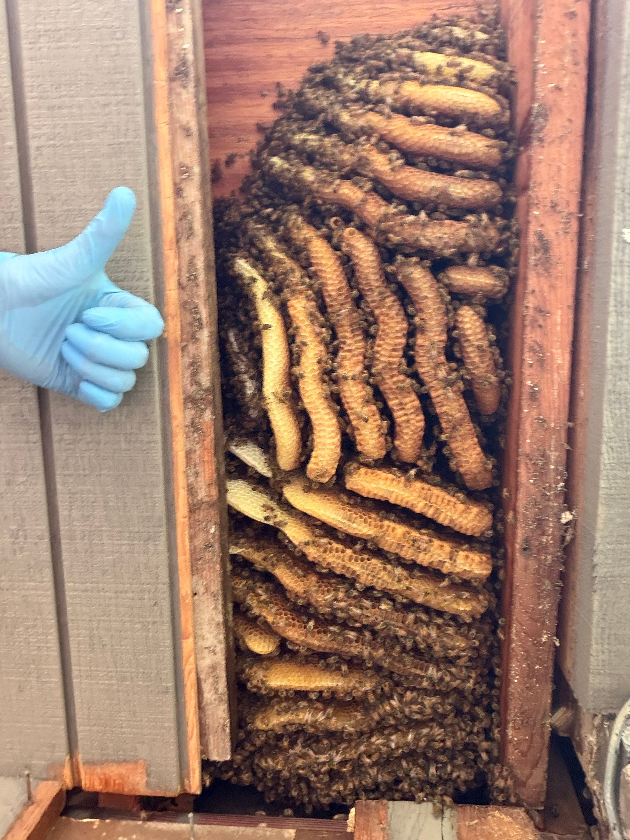 Love this house! by Rockwall Honey Bee Company