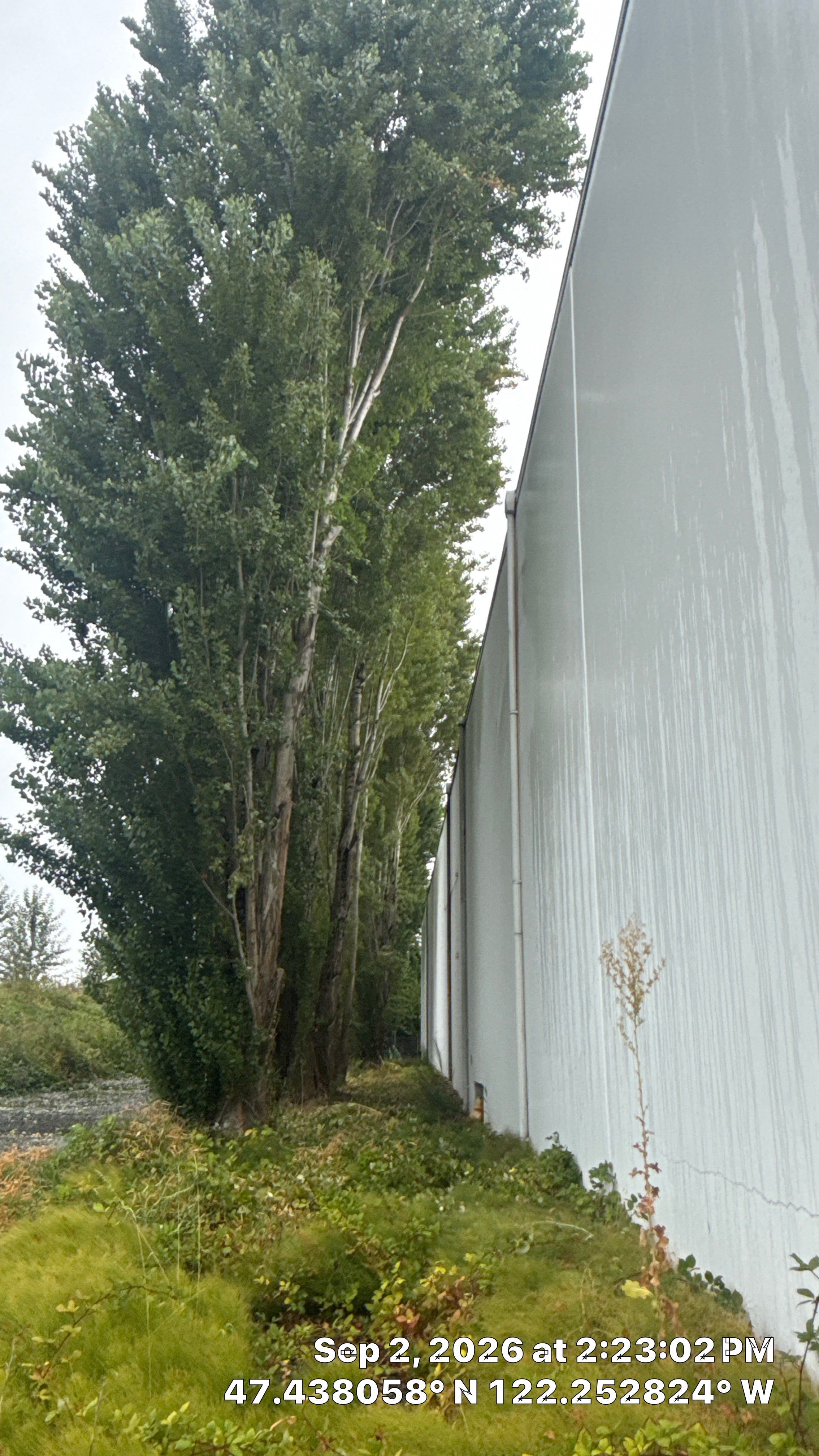 Tukwila Commercial Tree Trimming for Building and Roof Clearance by Sound Tree Care LLC