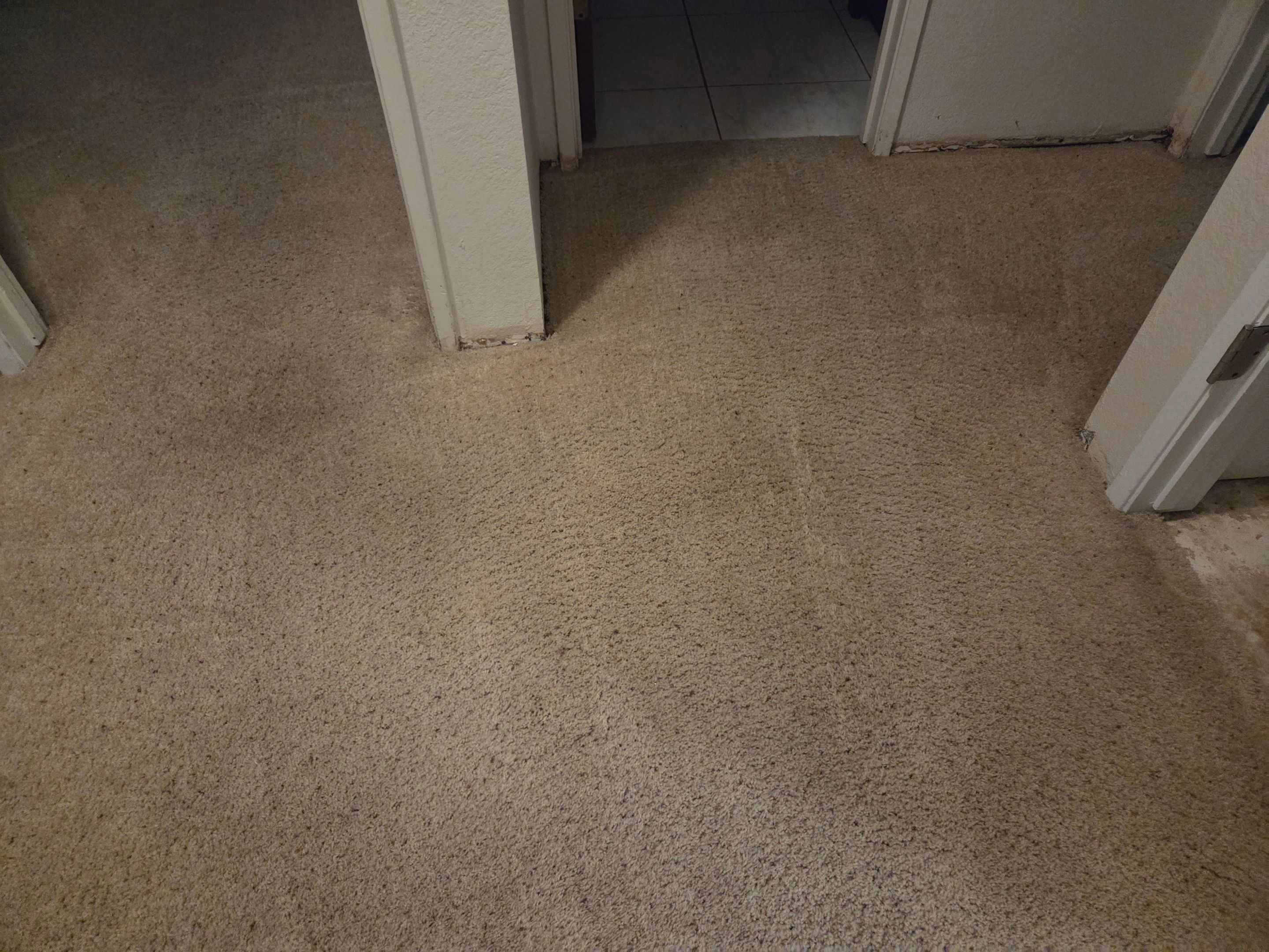 Carpet Re-stretching & Cleaning in Rosemont by Ardent Carpet Restore LLC