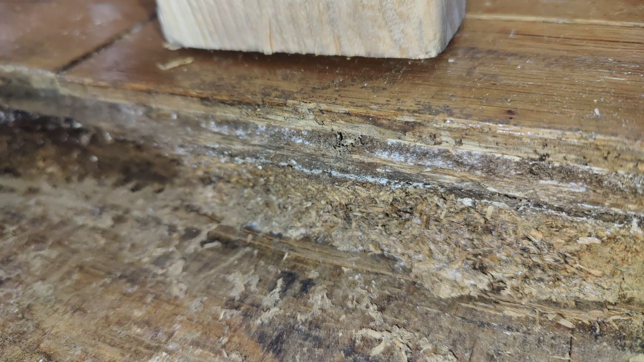 Mold Damage by Accountable Home Services