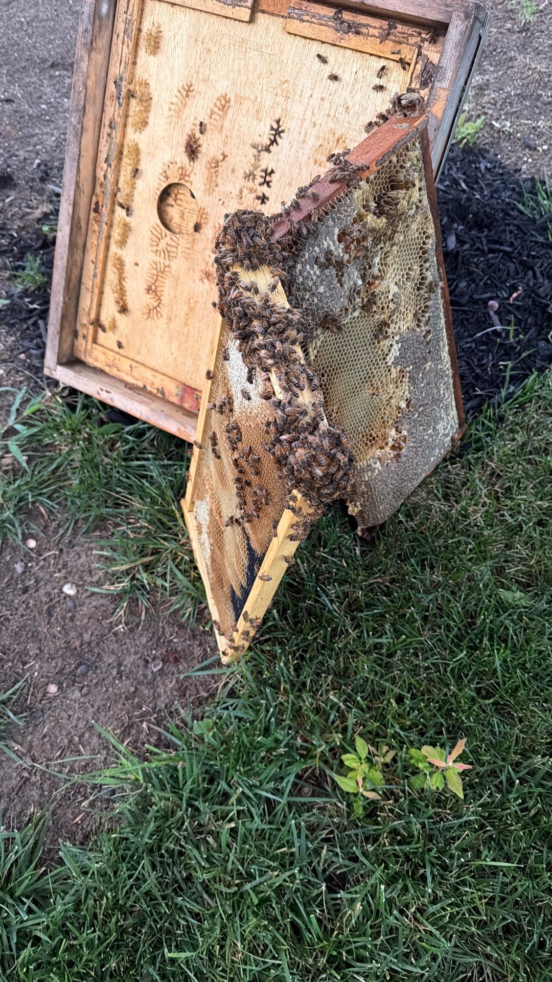 Allen Company by Rockwall Honey Bee Company