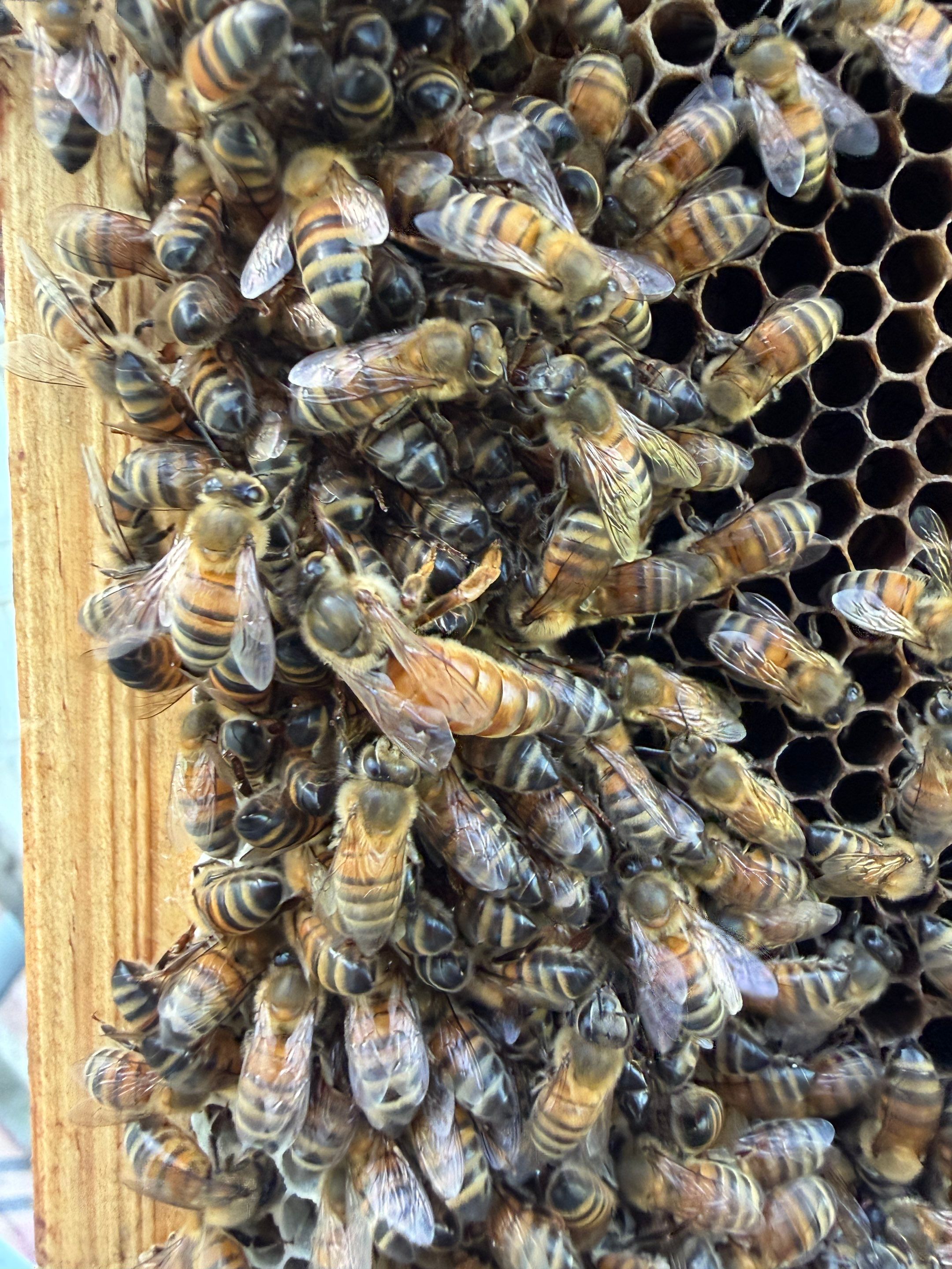 Baseball Diamond Apiary by Rockwall Honey Bee Company