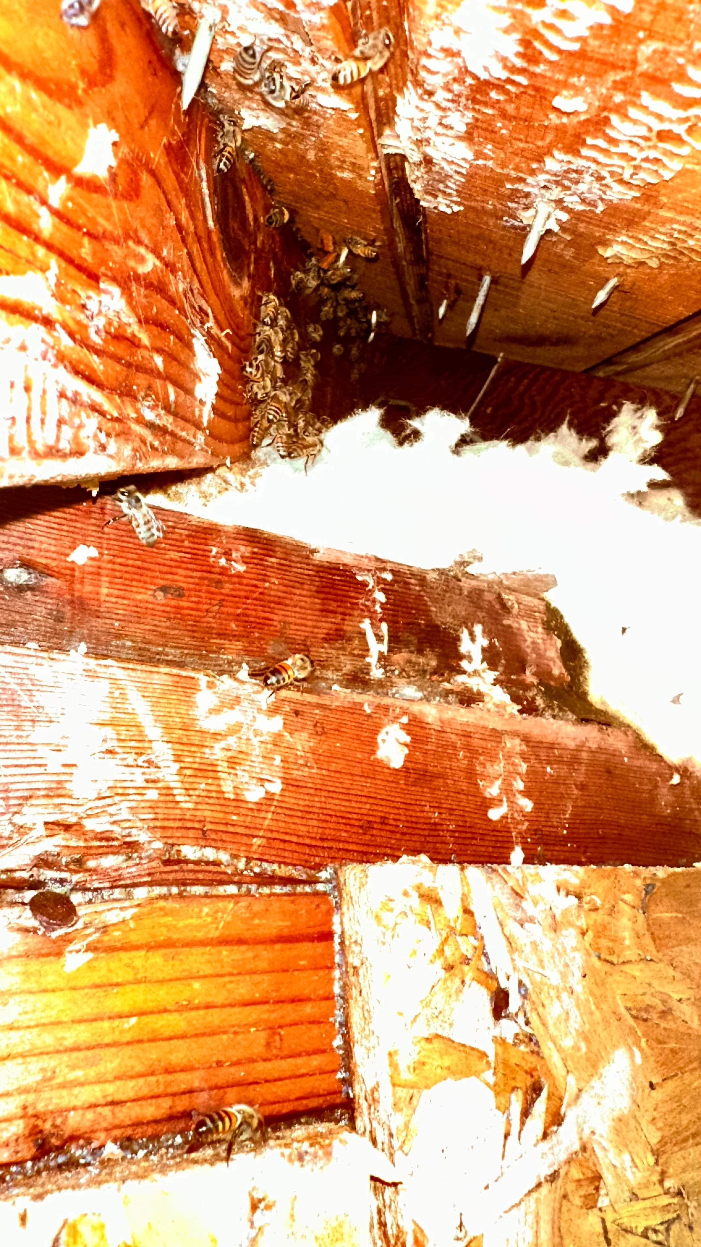 Golf Couse by Rockwall Honey Bee Company