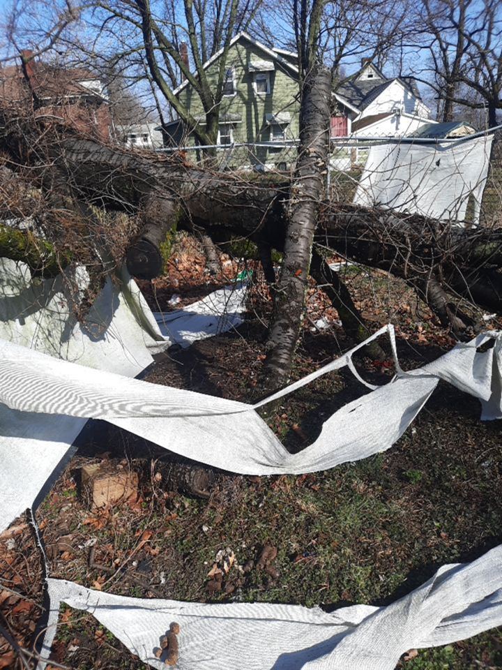 Tree Removal using Tree Removal by Mike Jones & Sons Tree Service LLC 