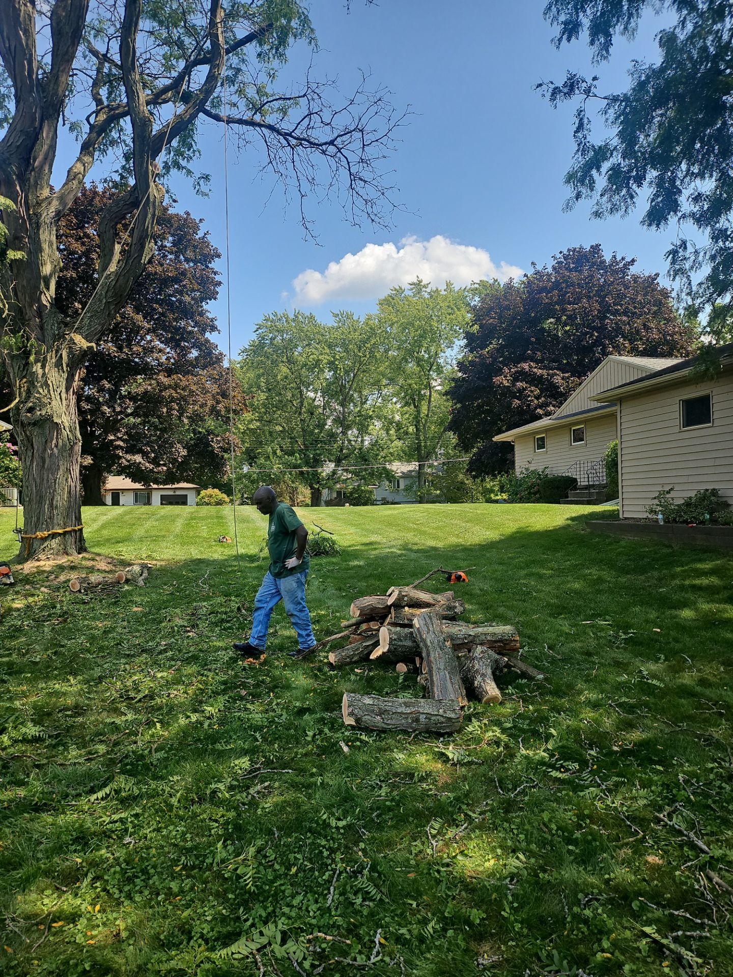 Tree Removal using Tree Removal by Mike Jones & Sons Tree Service LLC 
