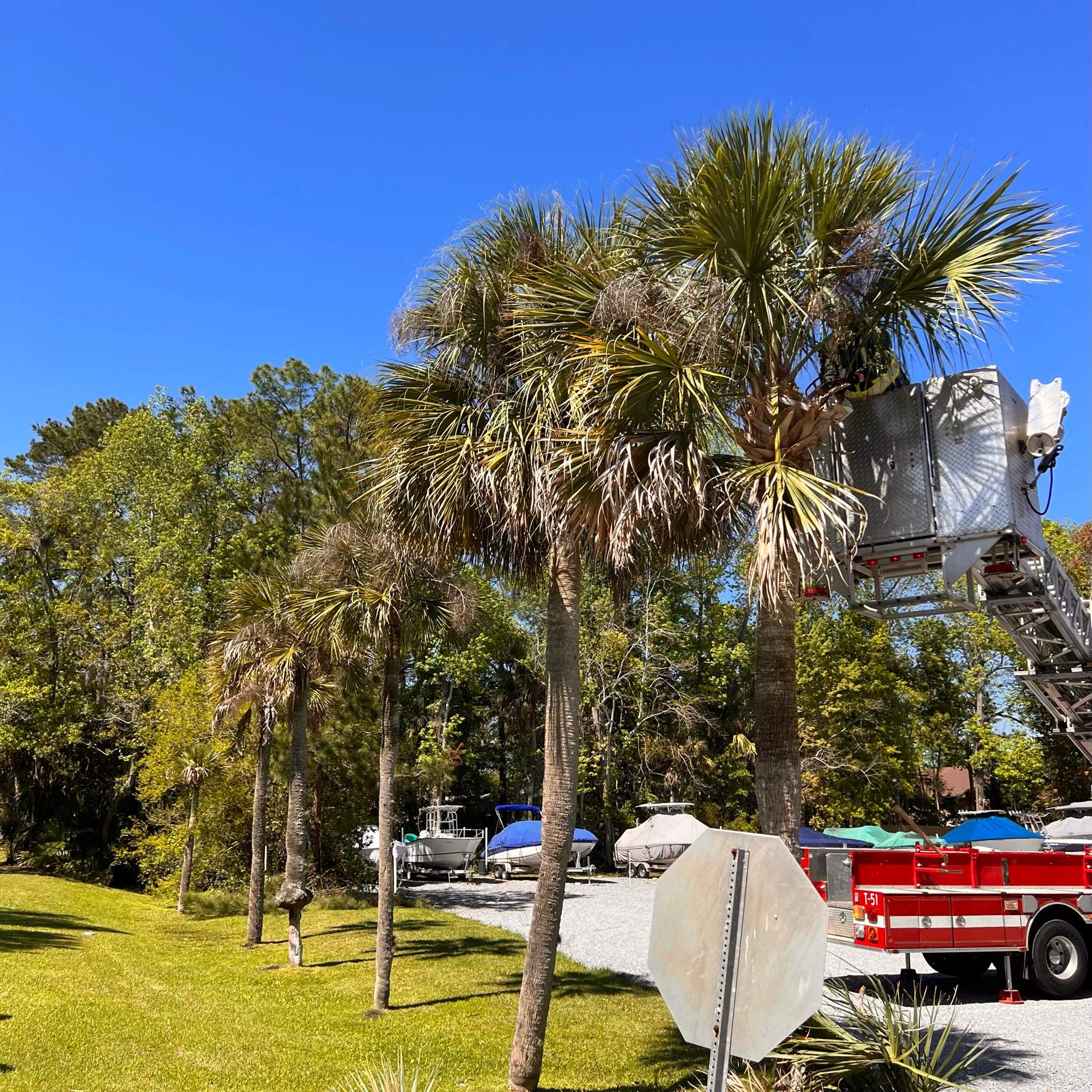 Tree Work | Florida Gun & Tackle by ProGreen Services