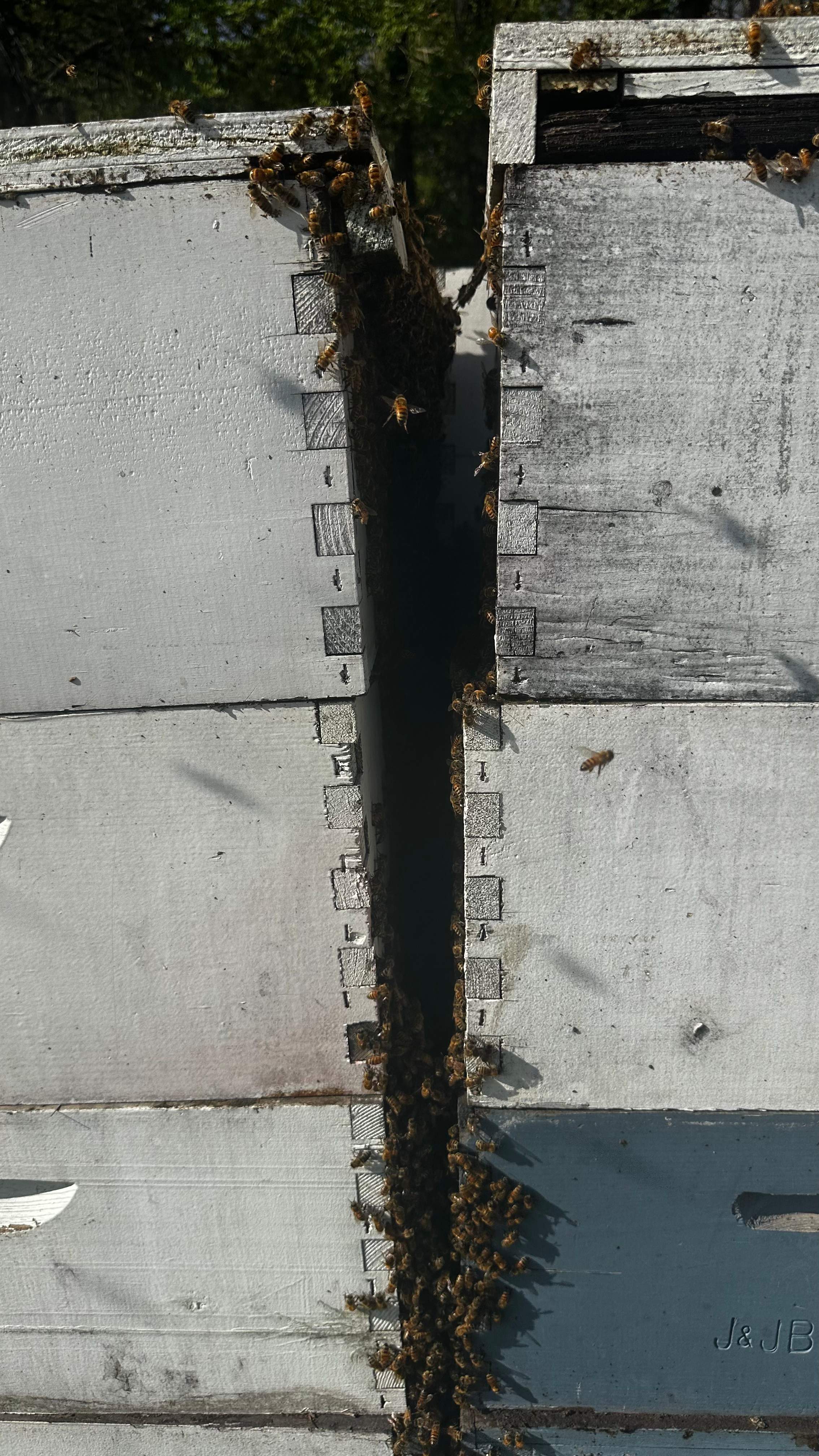 BeeGirl ETX HQ by Rockwall Honey Bee Company