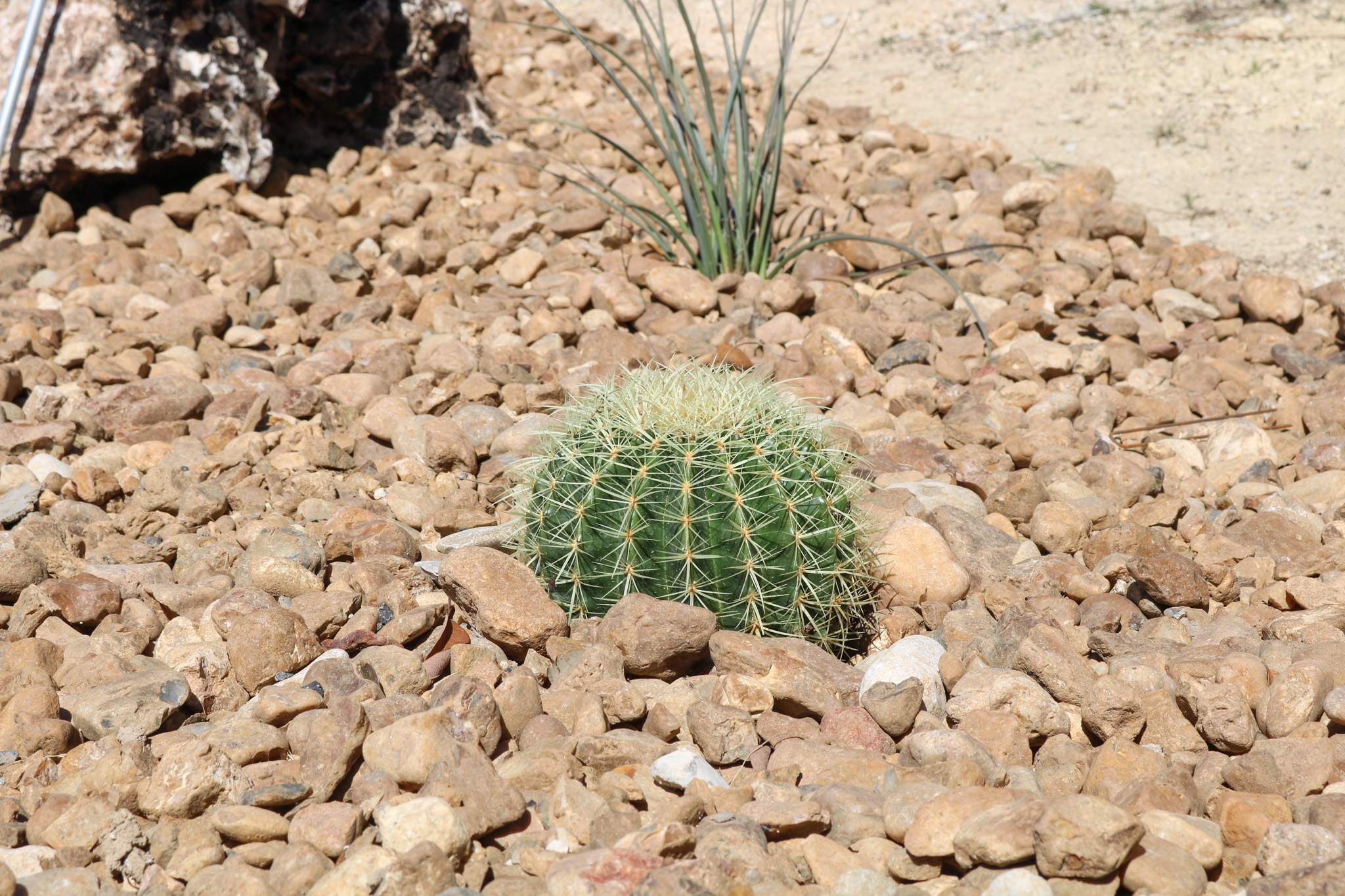 Bulverde Xeriscape by Singer Services