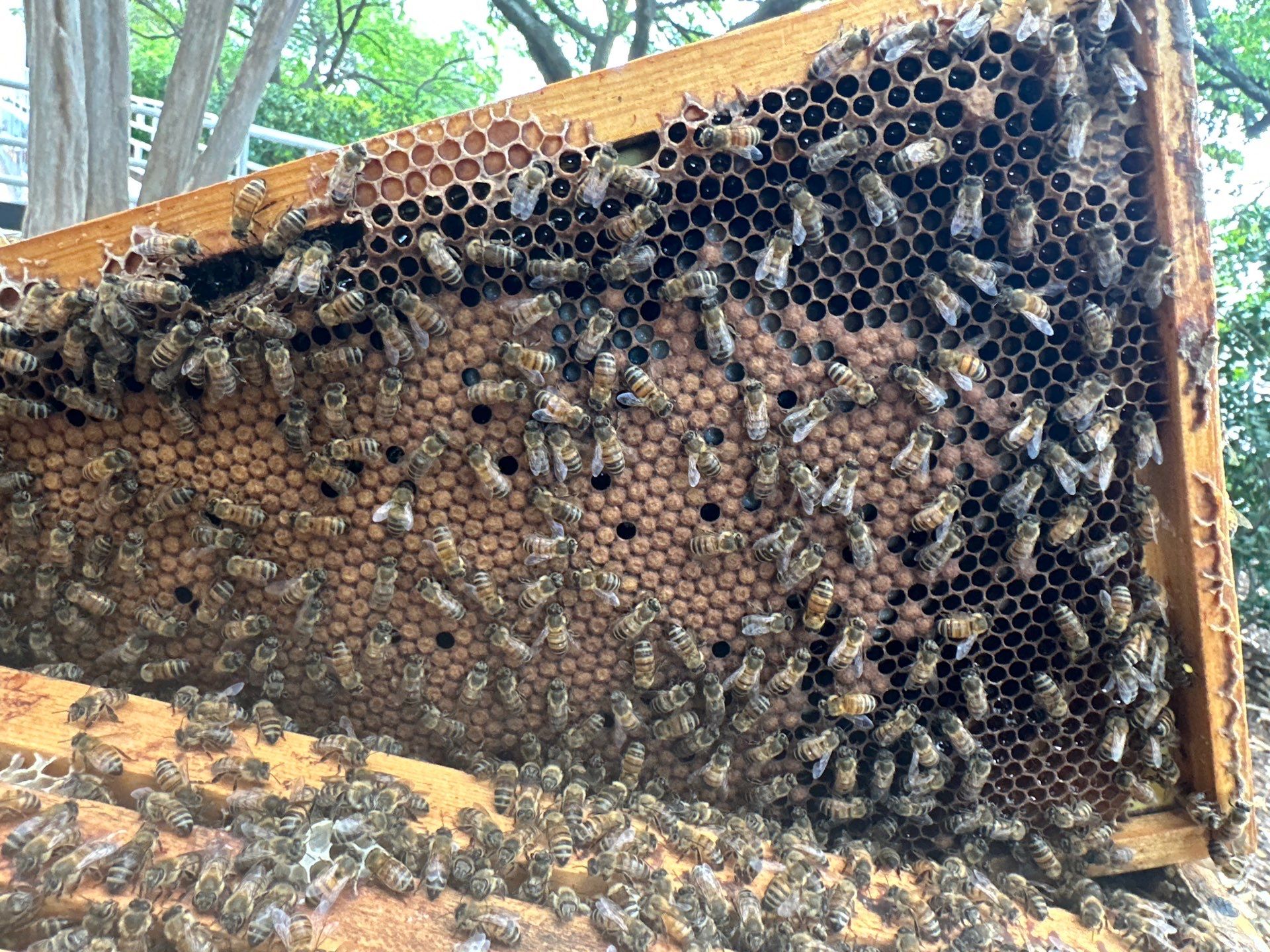 Urban Building Bees by Rockwall Honey Bee Company