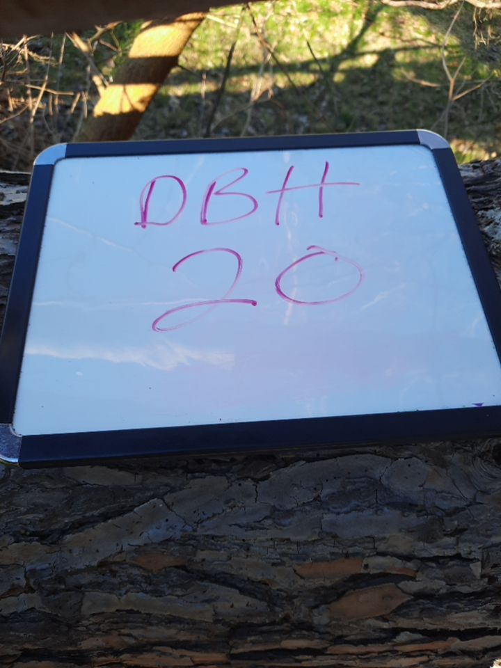 Storm Damaged Tree Removal  using Tree Removal by Mike Jones & Sons Tree Service LLC 