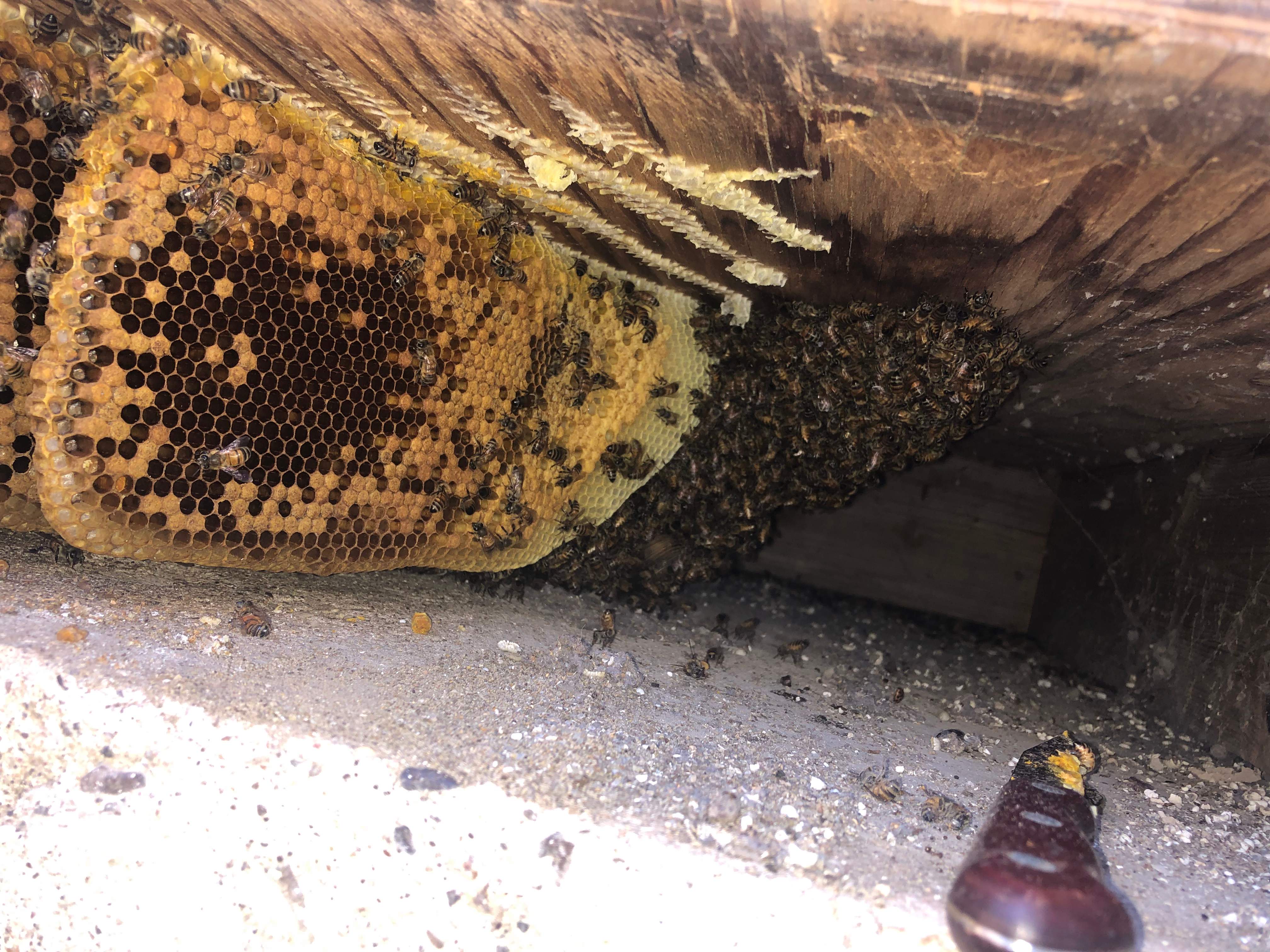 Bees Handled by Rockwall Honey Bee Company