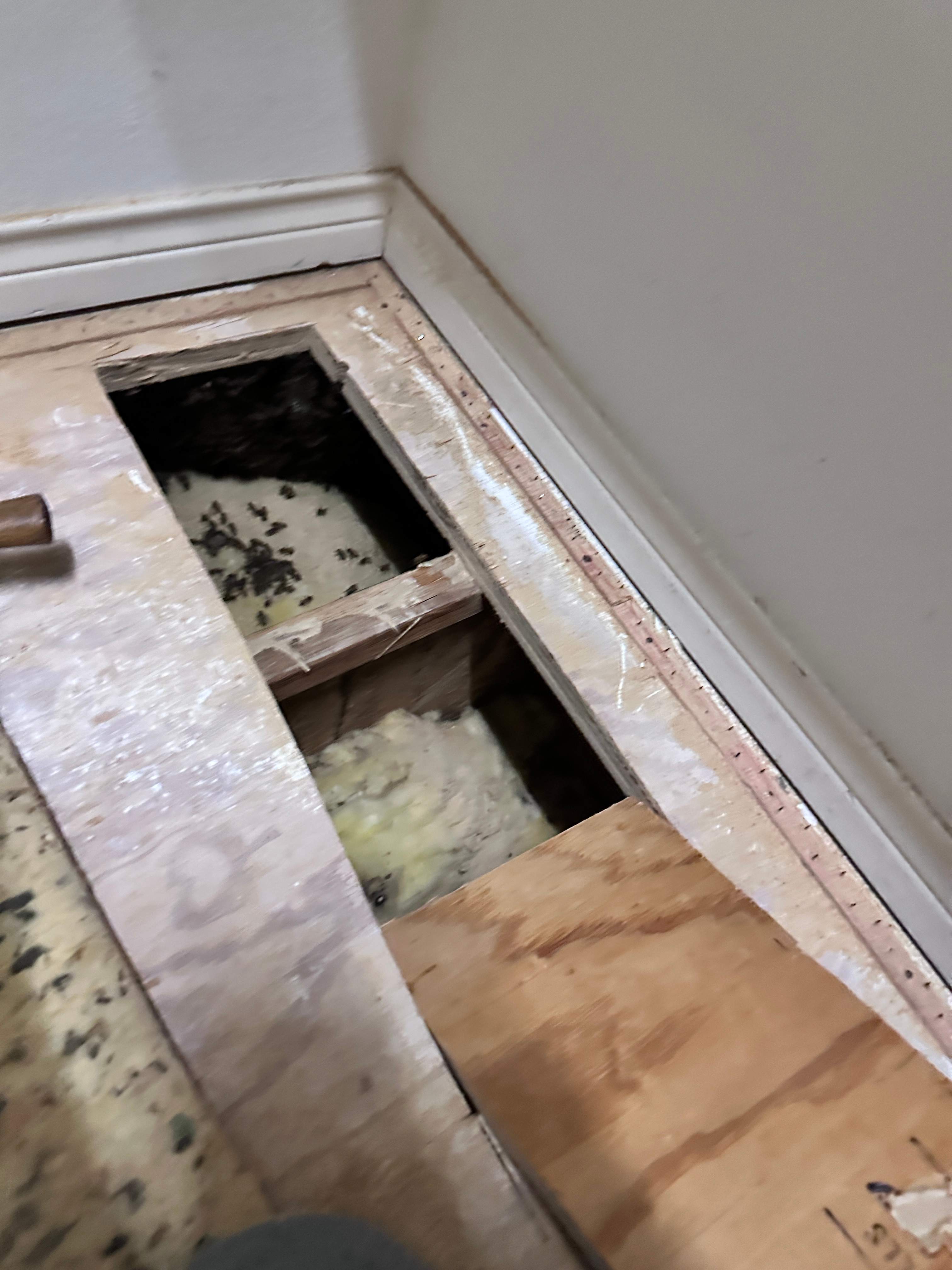 Floor Bees Invade! by Rockwall Honey Bee Company