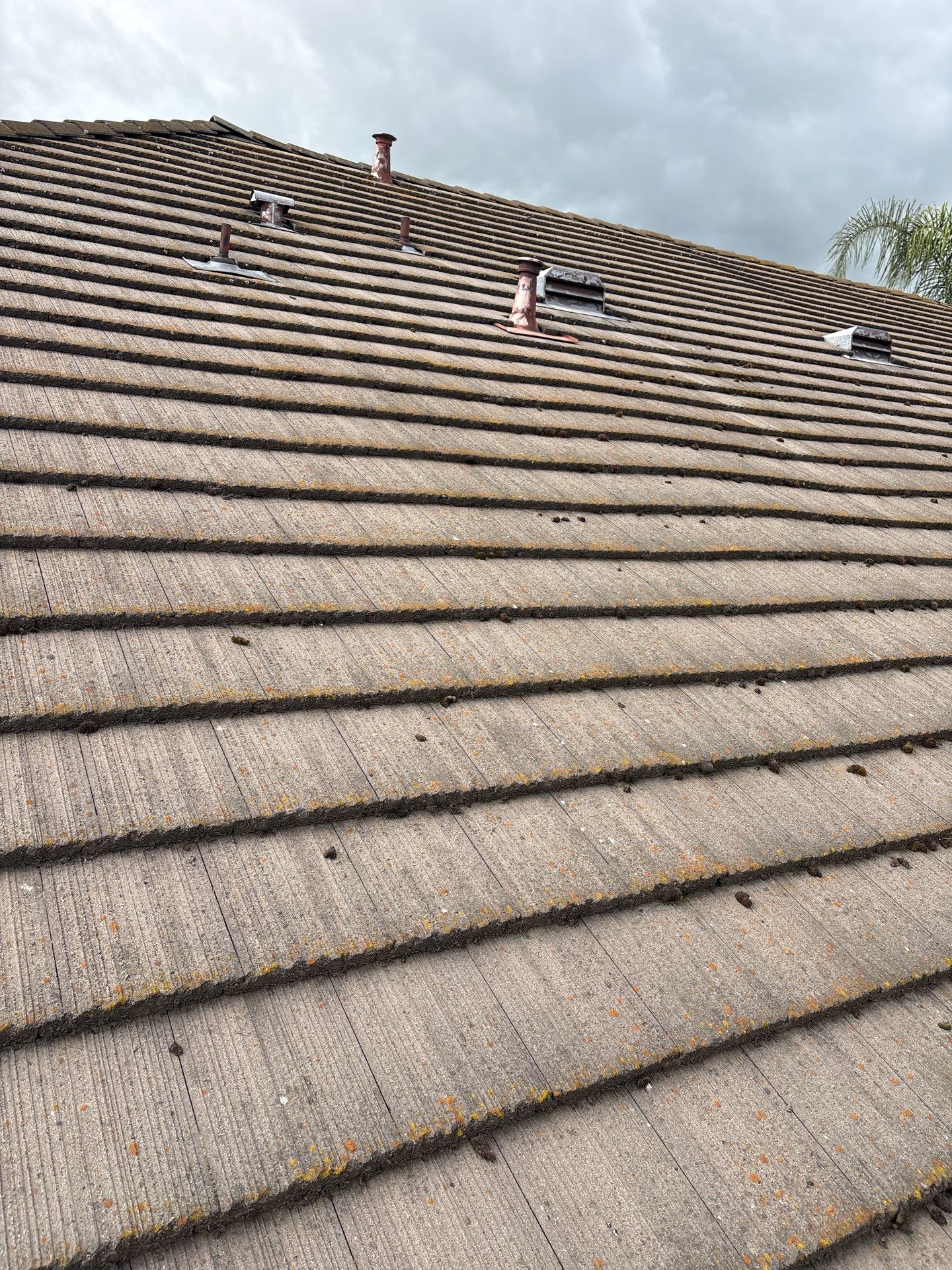 Moss Removal by Top Elevation