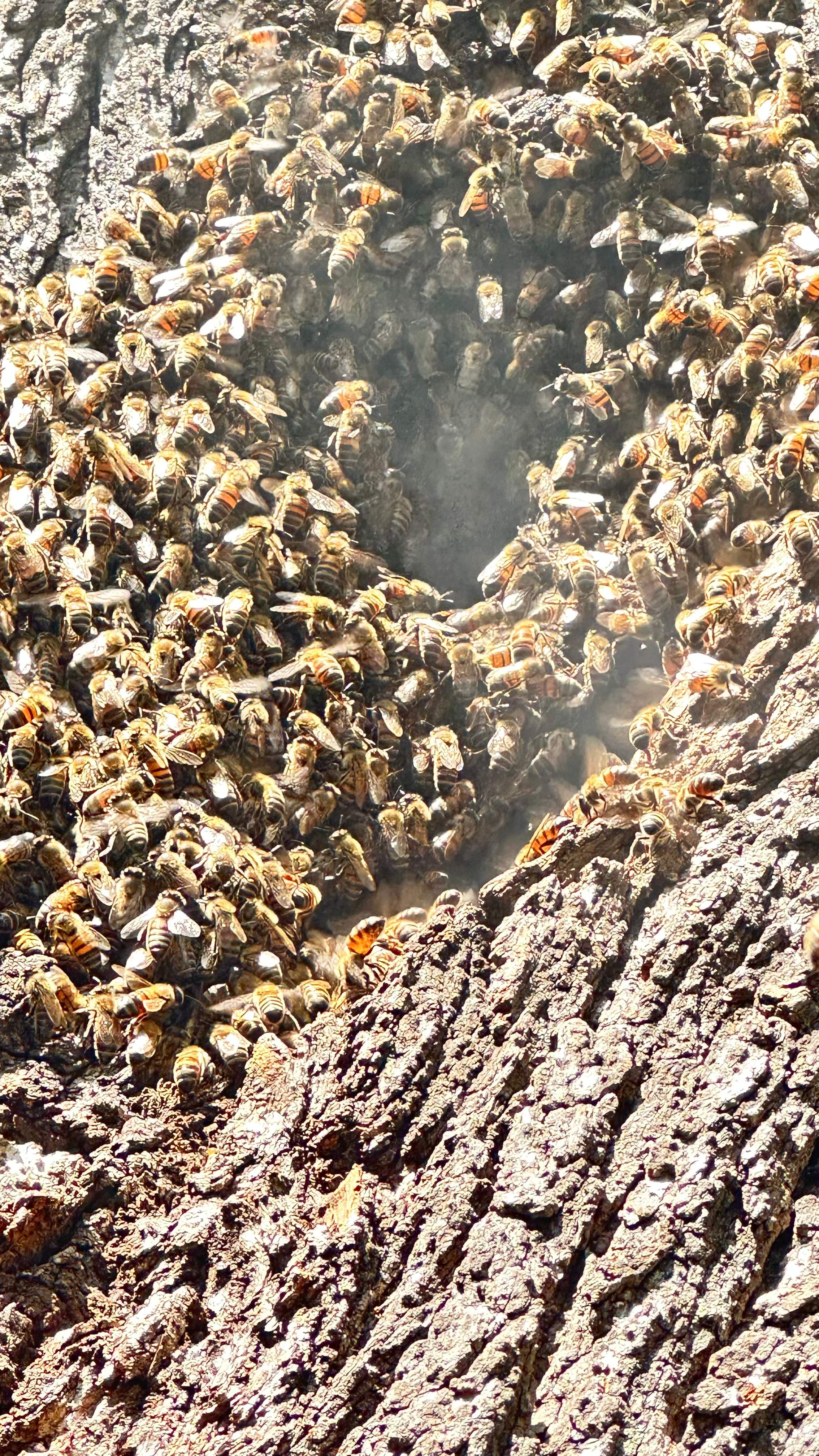Tight Squeeze by Rockwall Honey Bee Company