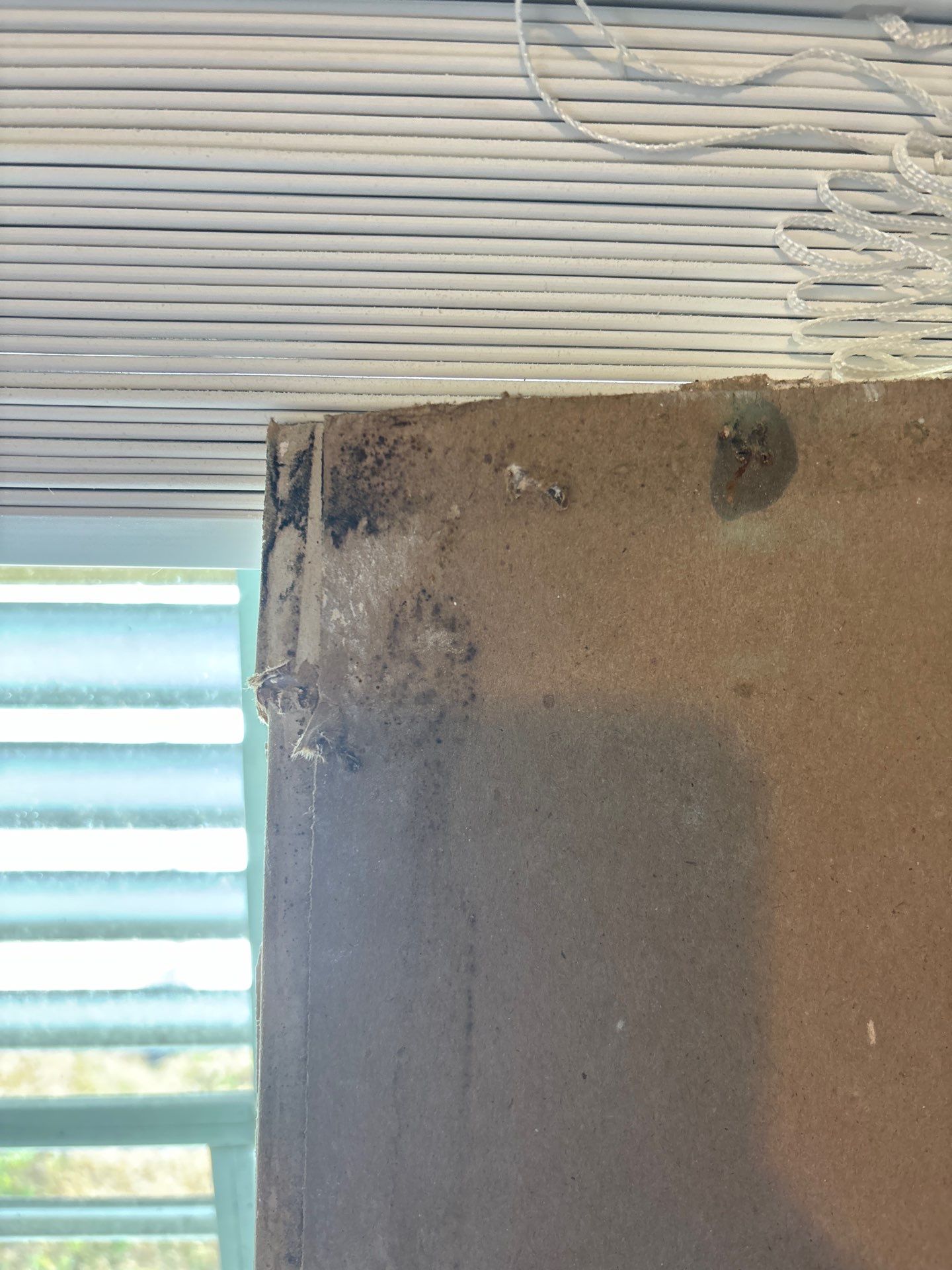 Mold Remediation Palmetto by Ampm Restoration Services 