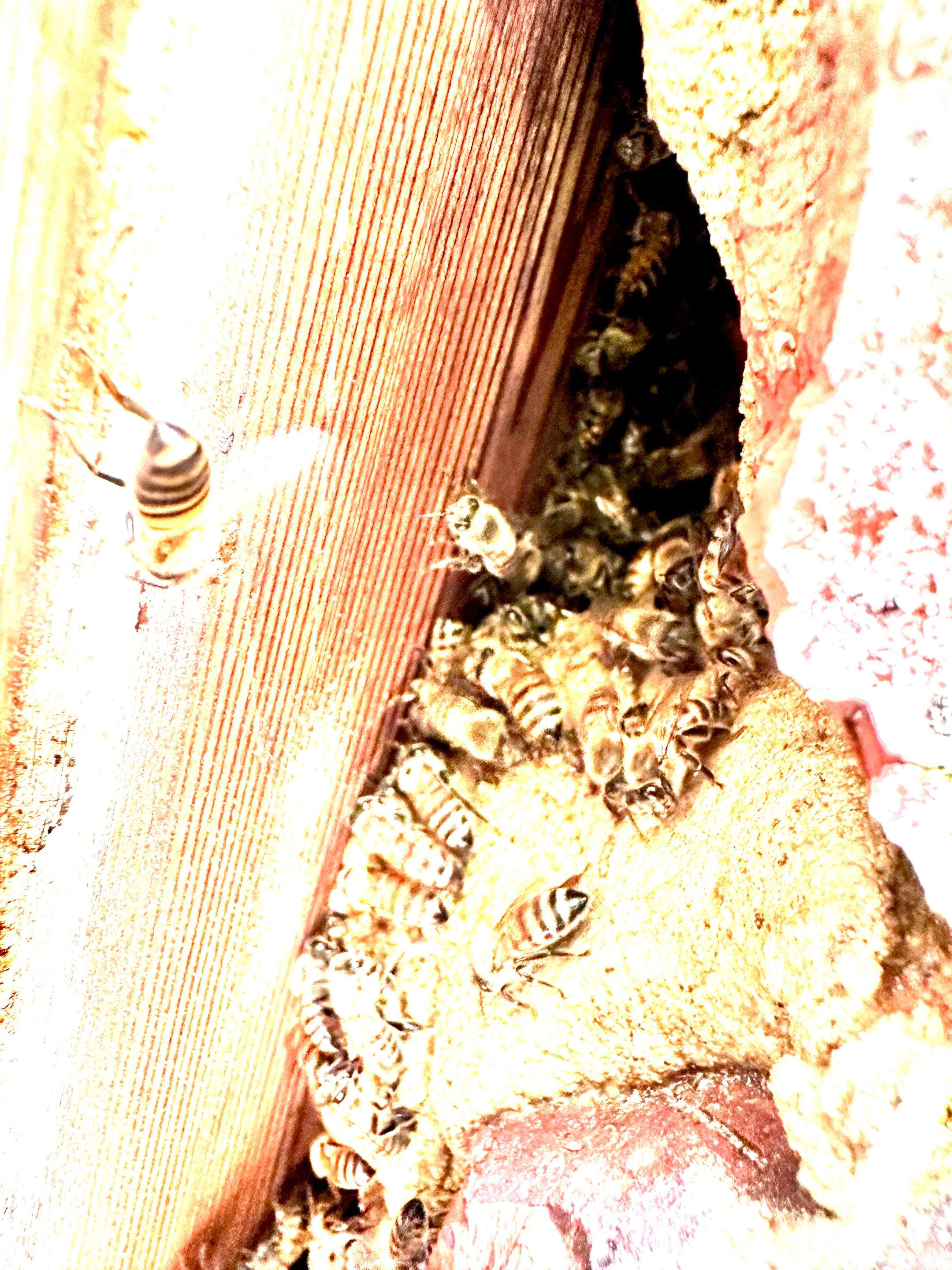 Elevated by Rockwall Honey Bee Company