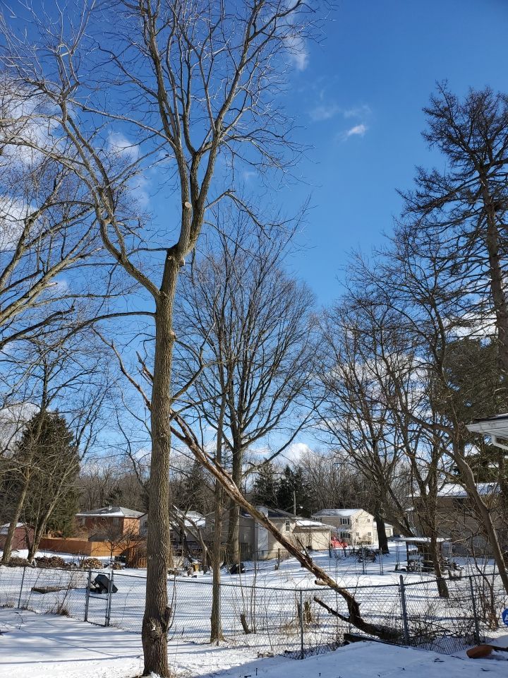 Tree Trimming using Tree Pruing by Mike Jones & Sons Tree Service LLC 