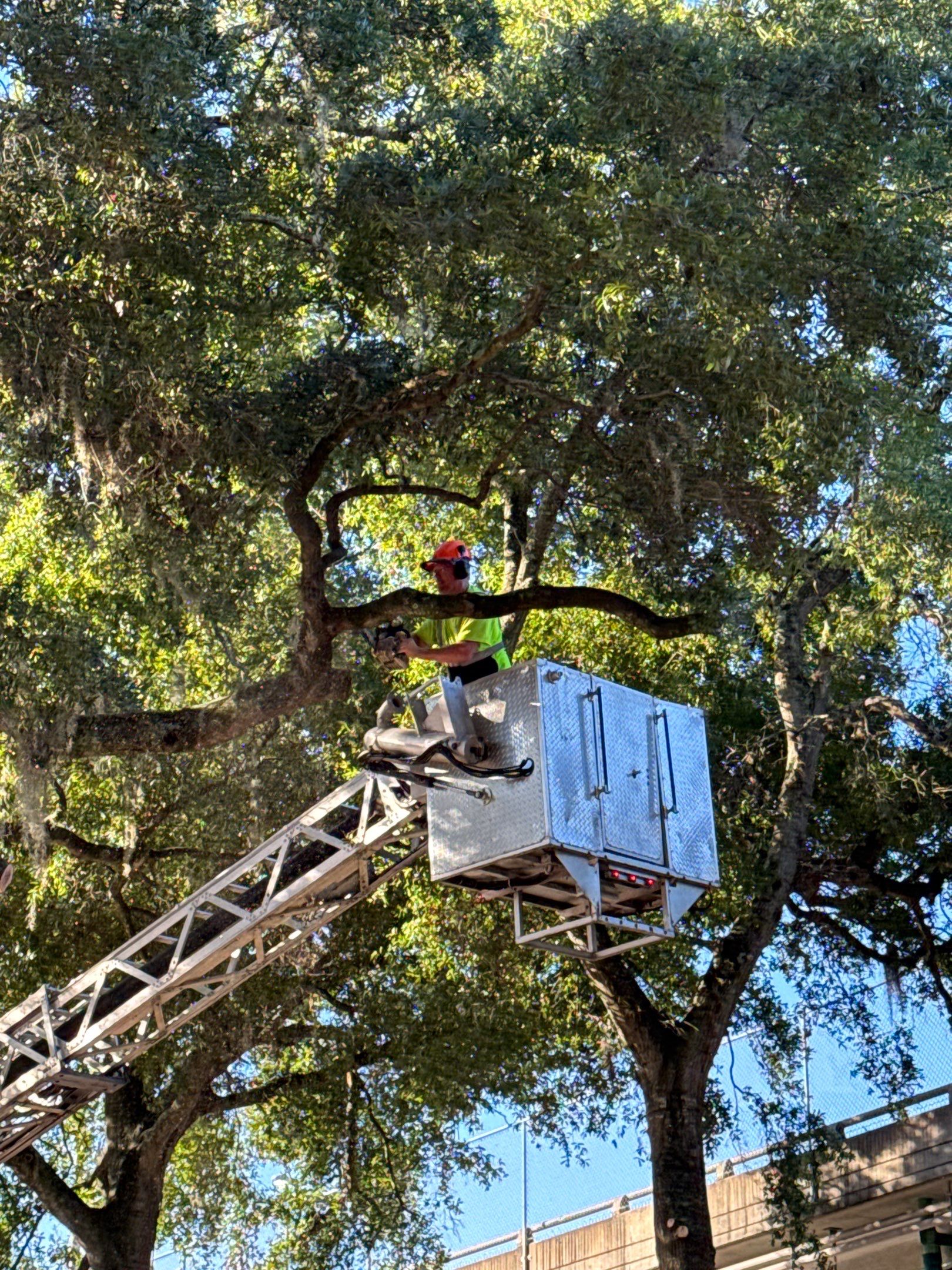 Welcome Center Tree Removal | Episcopal School of Jacksonville by ProGreen Services